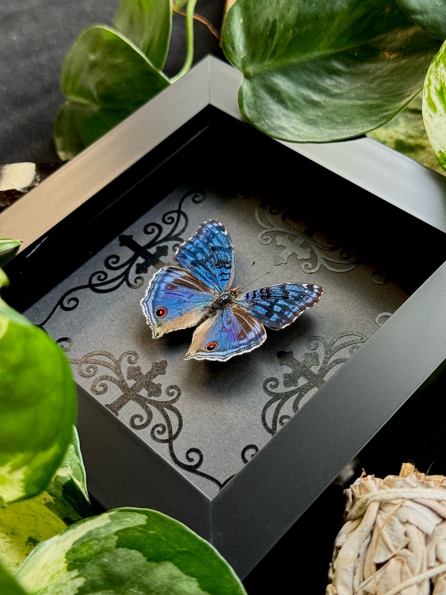 Royal Blue Pansy (Precis Rhadama)