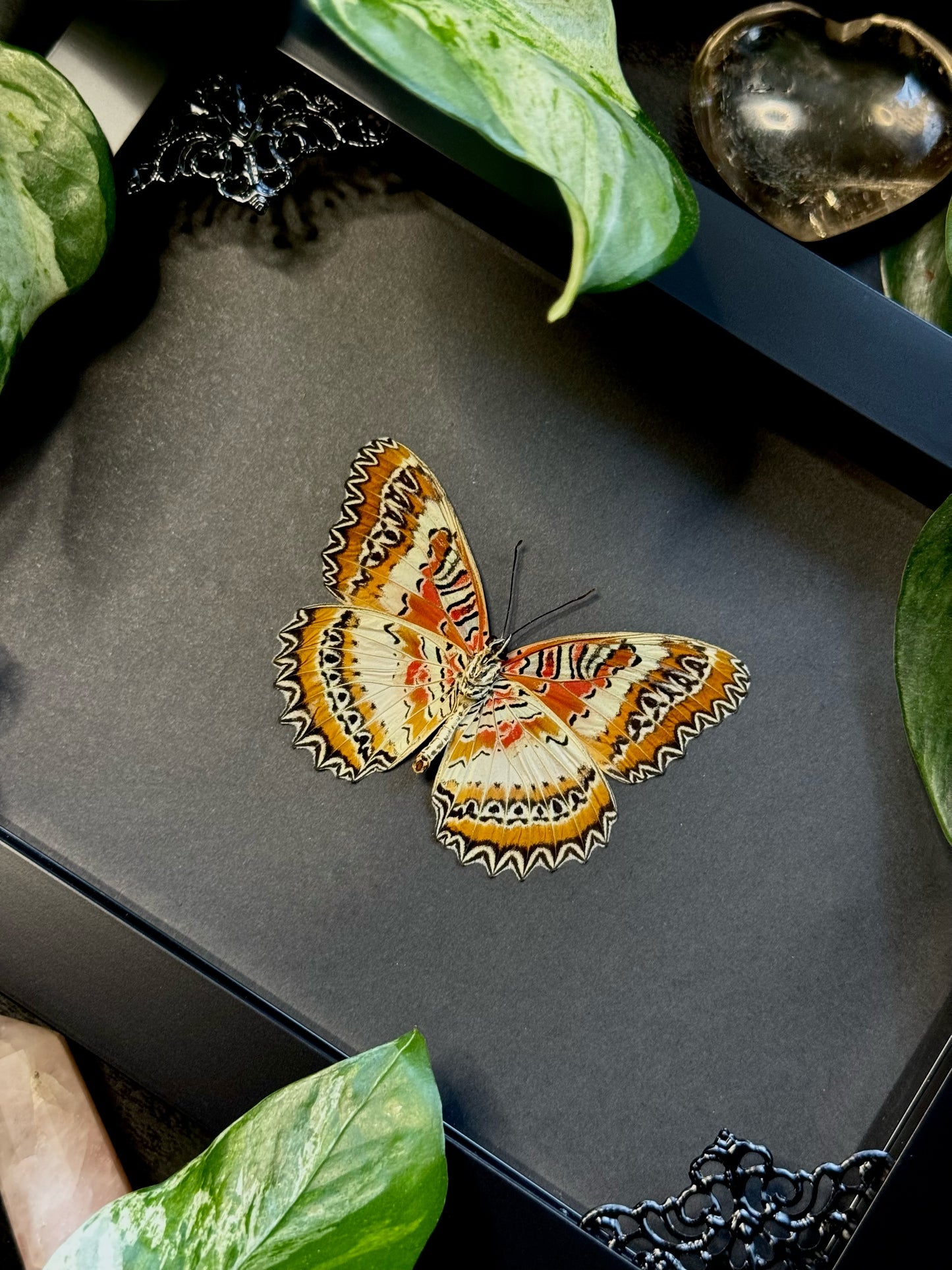 Red Lacewing (Cethosia Biblis Insularis)