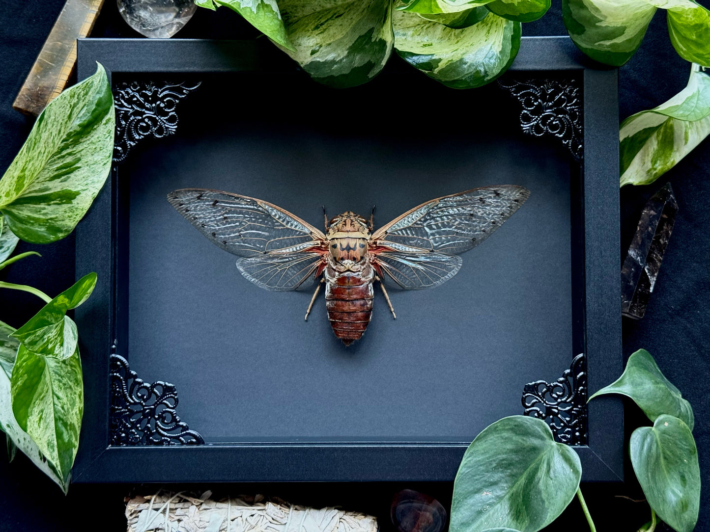 Empress Cicada (Pomponia Imperatoria)