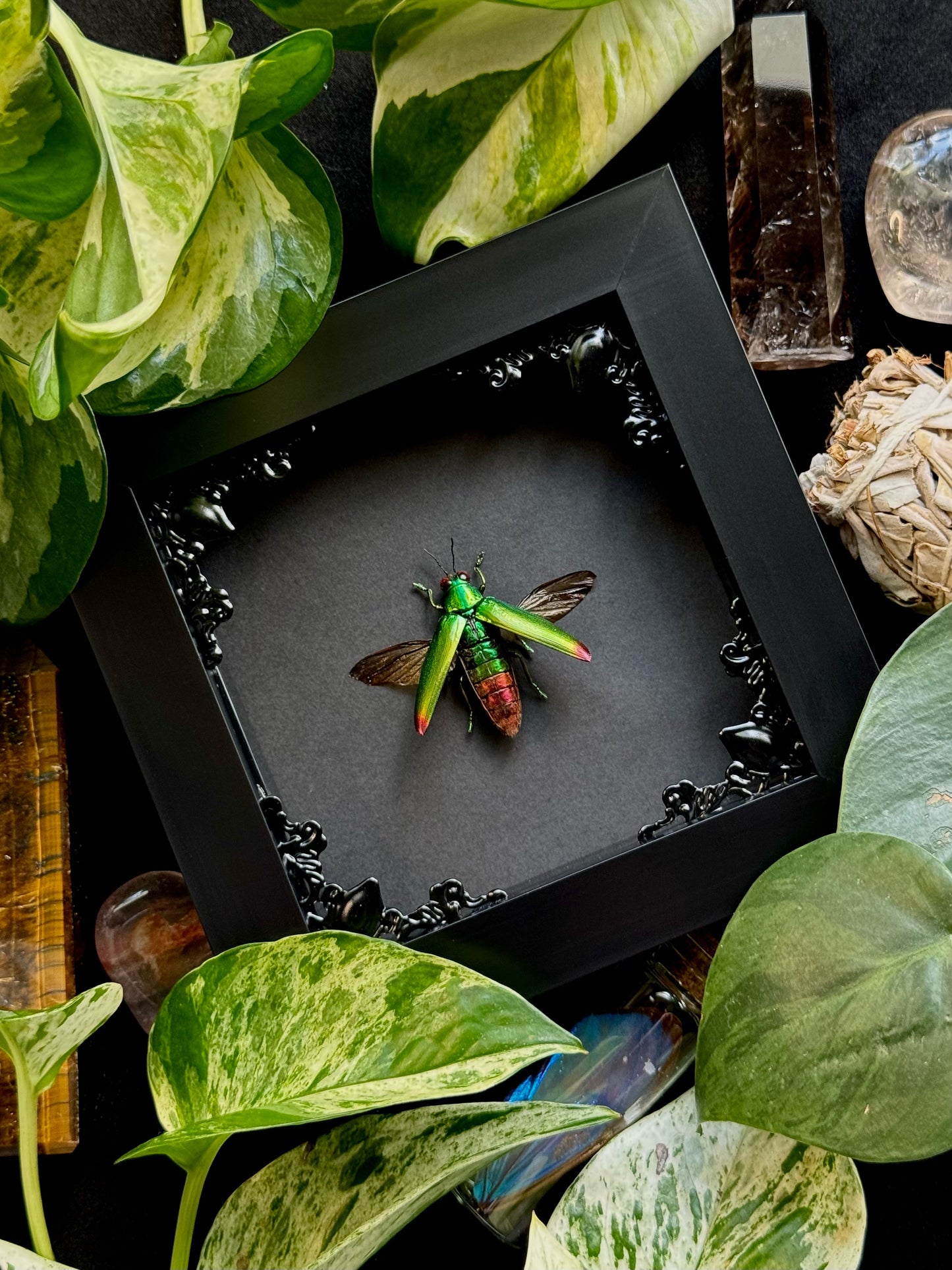 Jewel Beetle (Chrysochroa Fulminans)