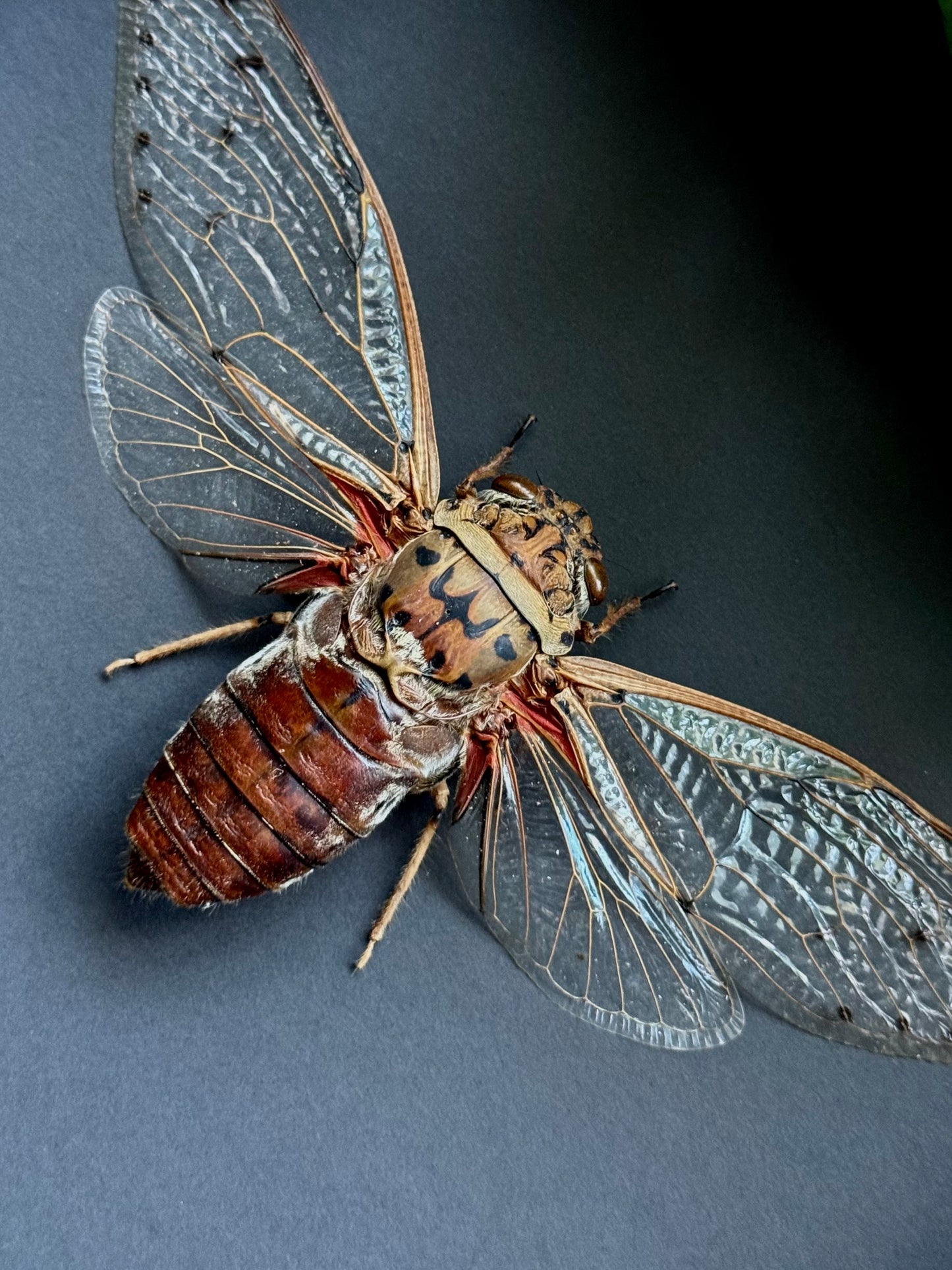 Empress Cicada (Pomponia Imperatoria)