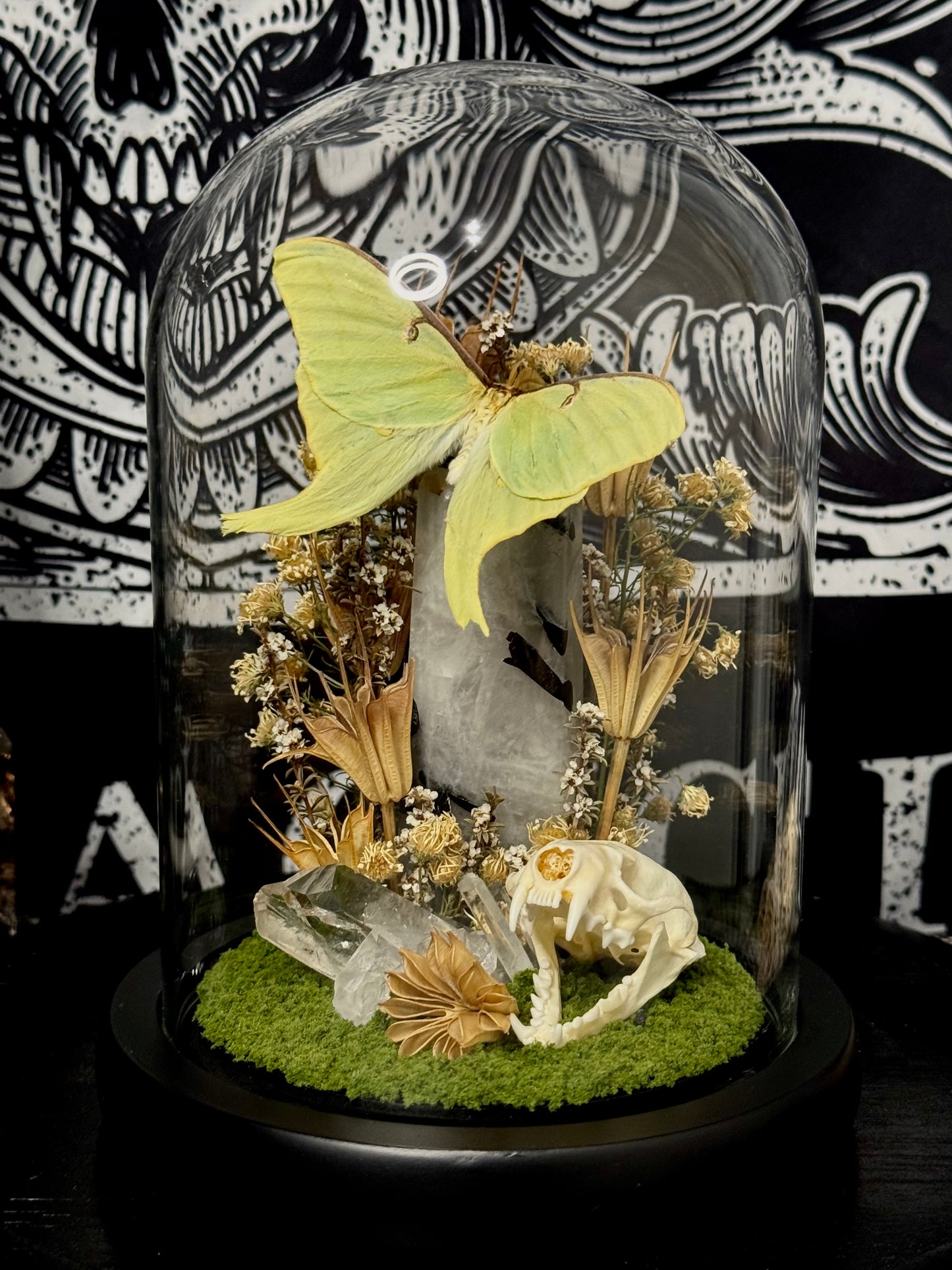 Luna moth (Actias Luna) dome