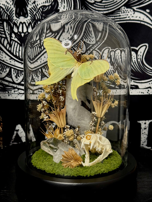 Luna moth (Actias Luna) dome