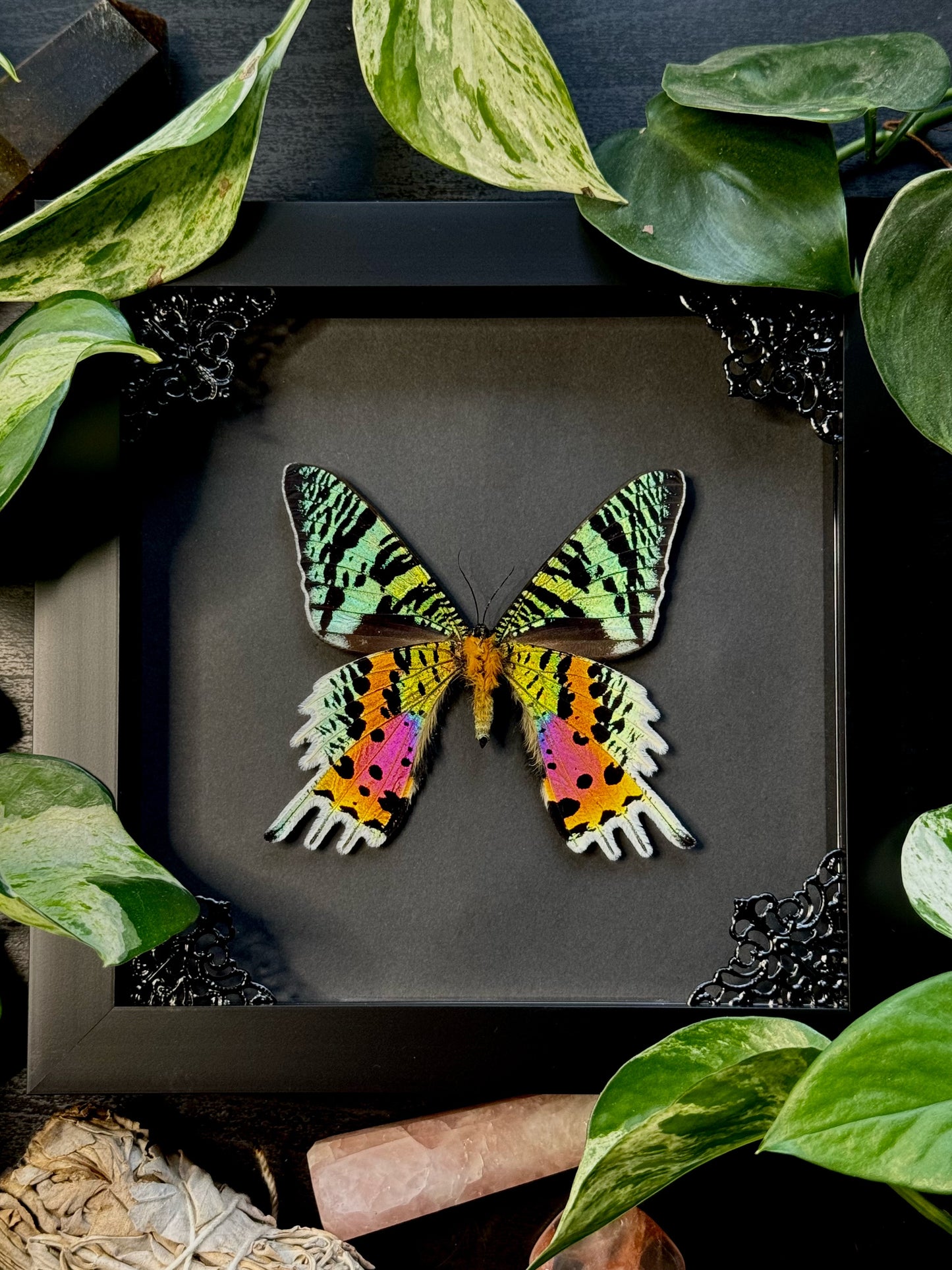 Sunset Moth (Urania Ripheus)