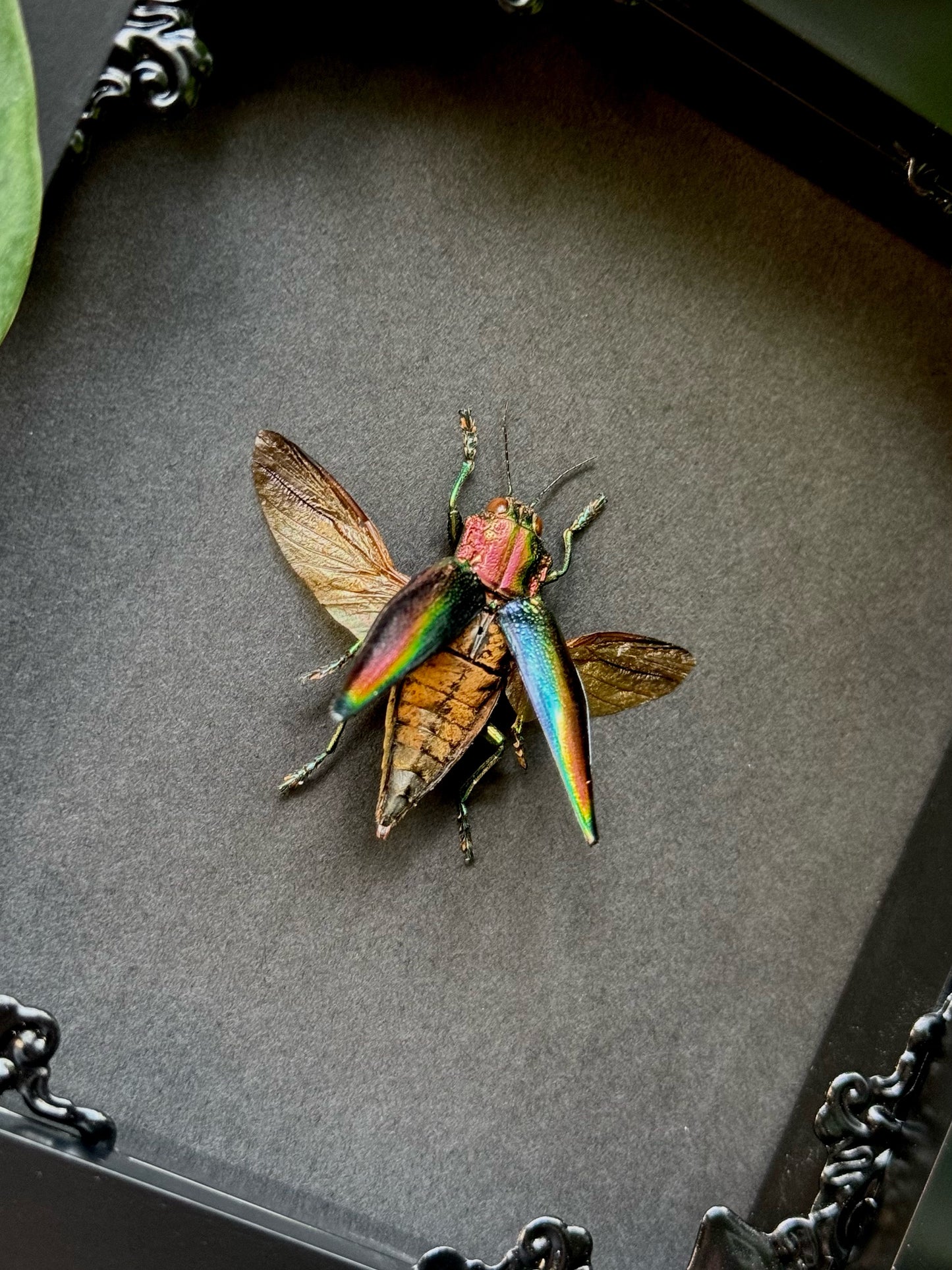 Rainbow Jewel Beetle (Cyphogastra Javanica)