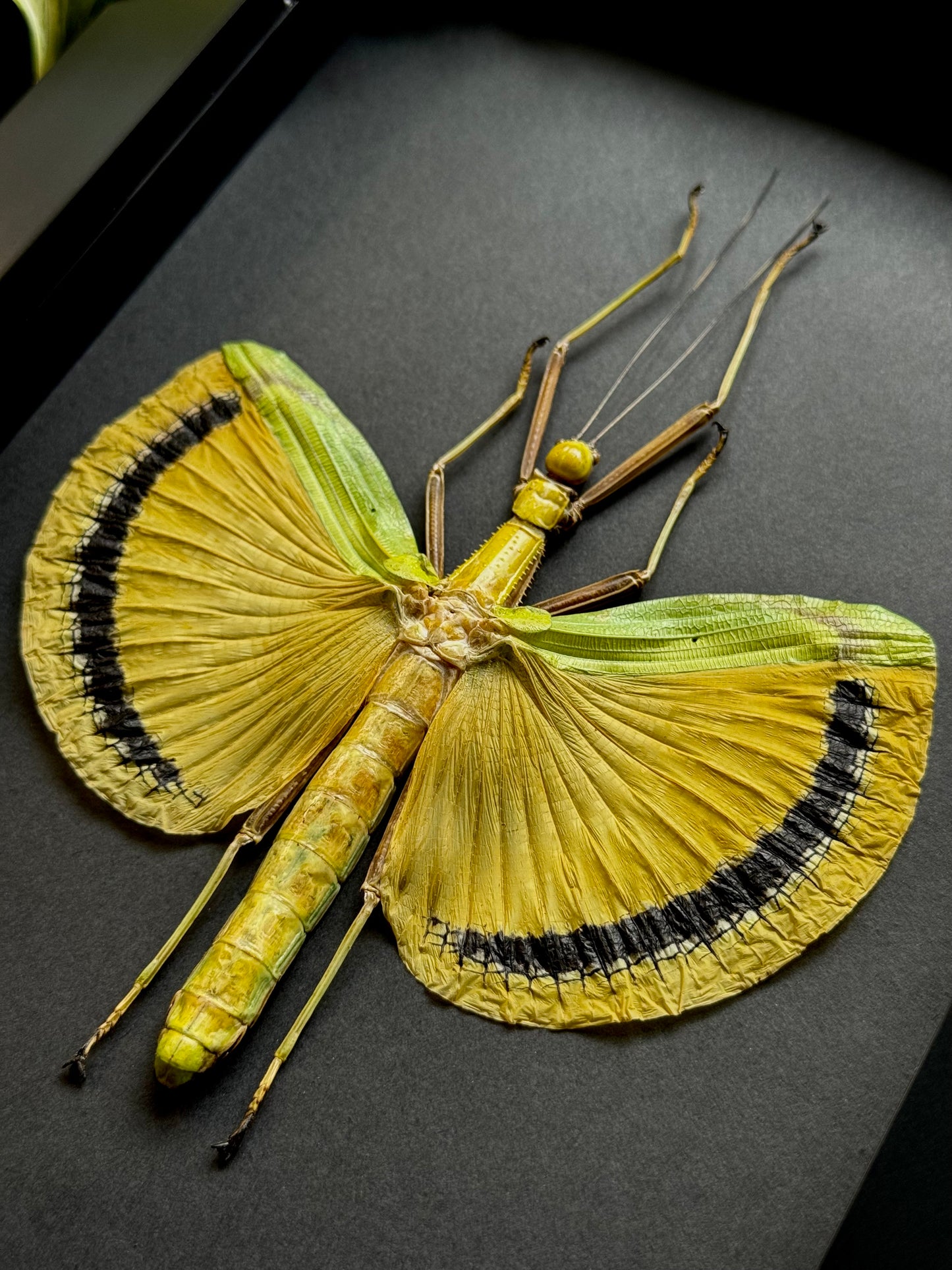 Yellow-winged Walking Stick (Tagesoidea Nigrofasciata)