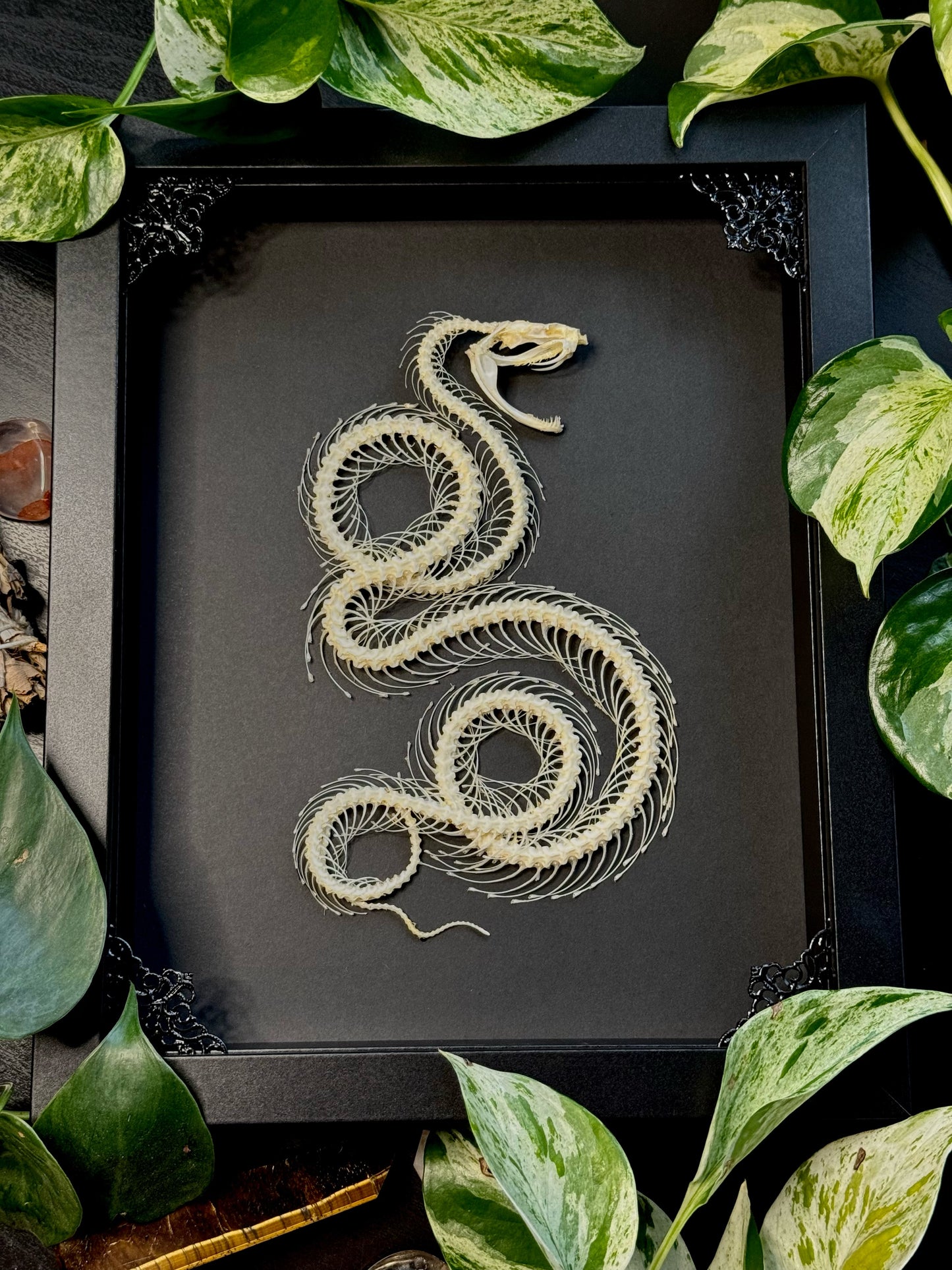 Curled White Lipped Pit Viper Skeleton (Trimeresurus Albolabris)