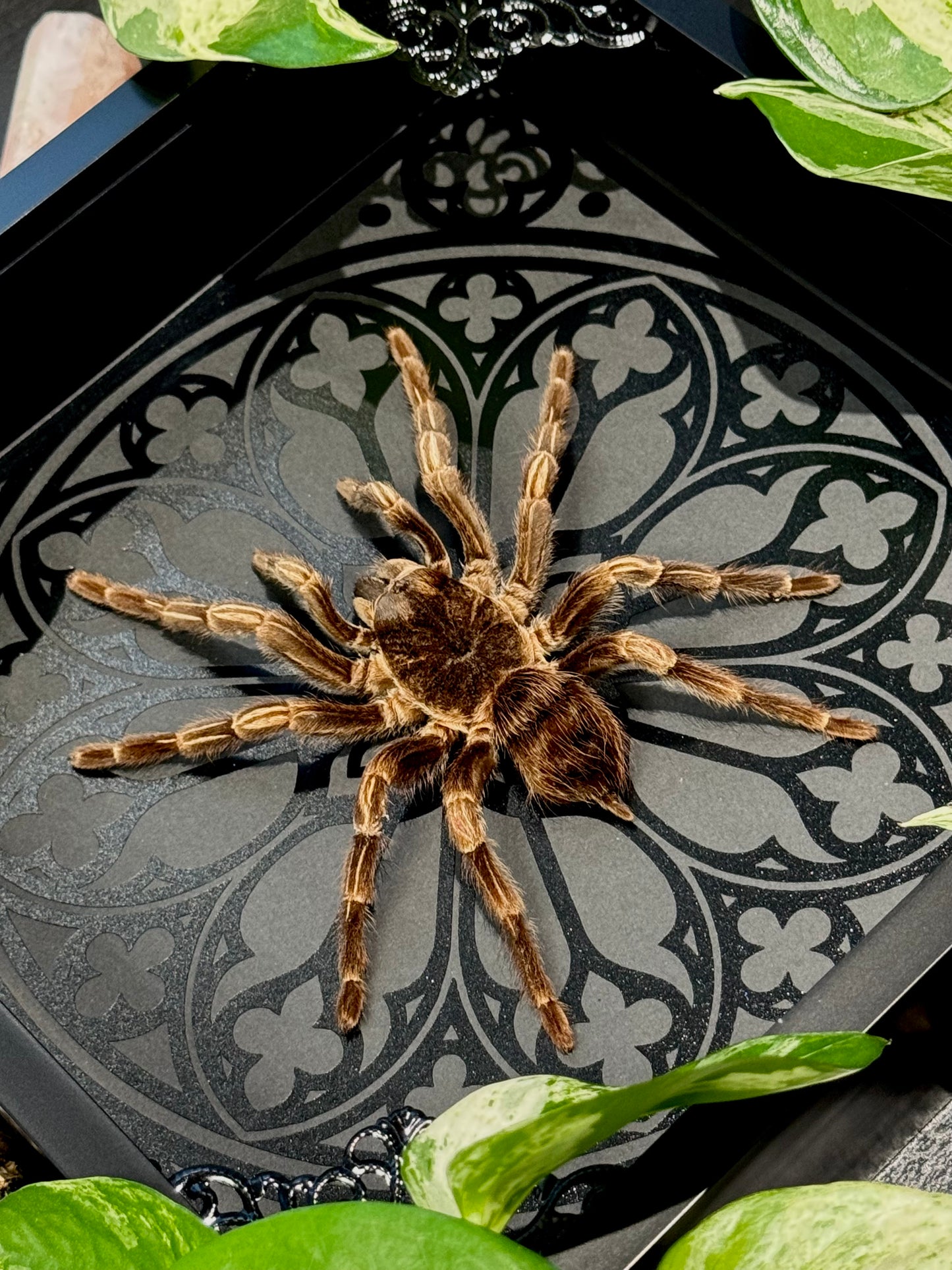 Brazilian Orange-banded Tarantula (Acanthoscurria Juruenicola)