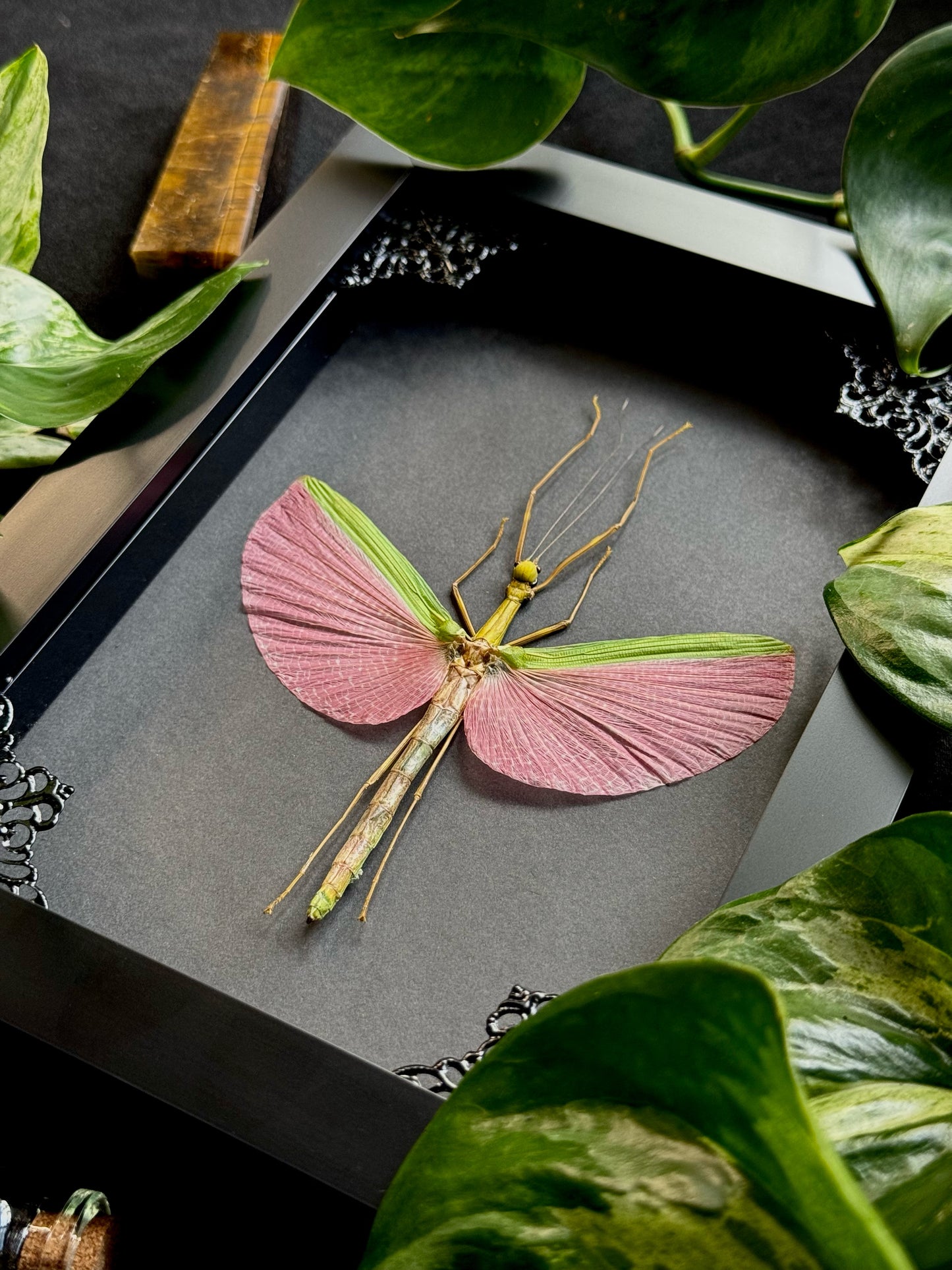 Pink-winged Stick Insect (Marmessoidea Rosea)