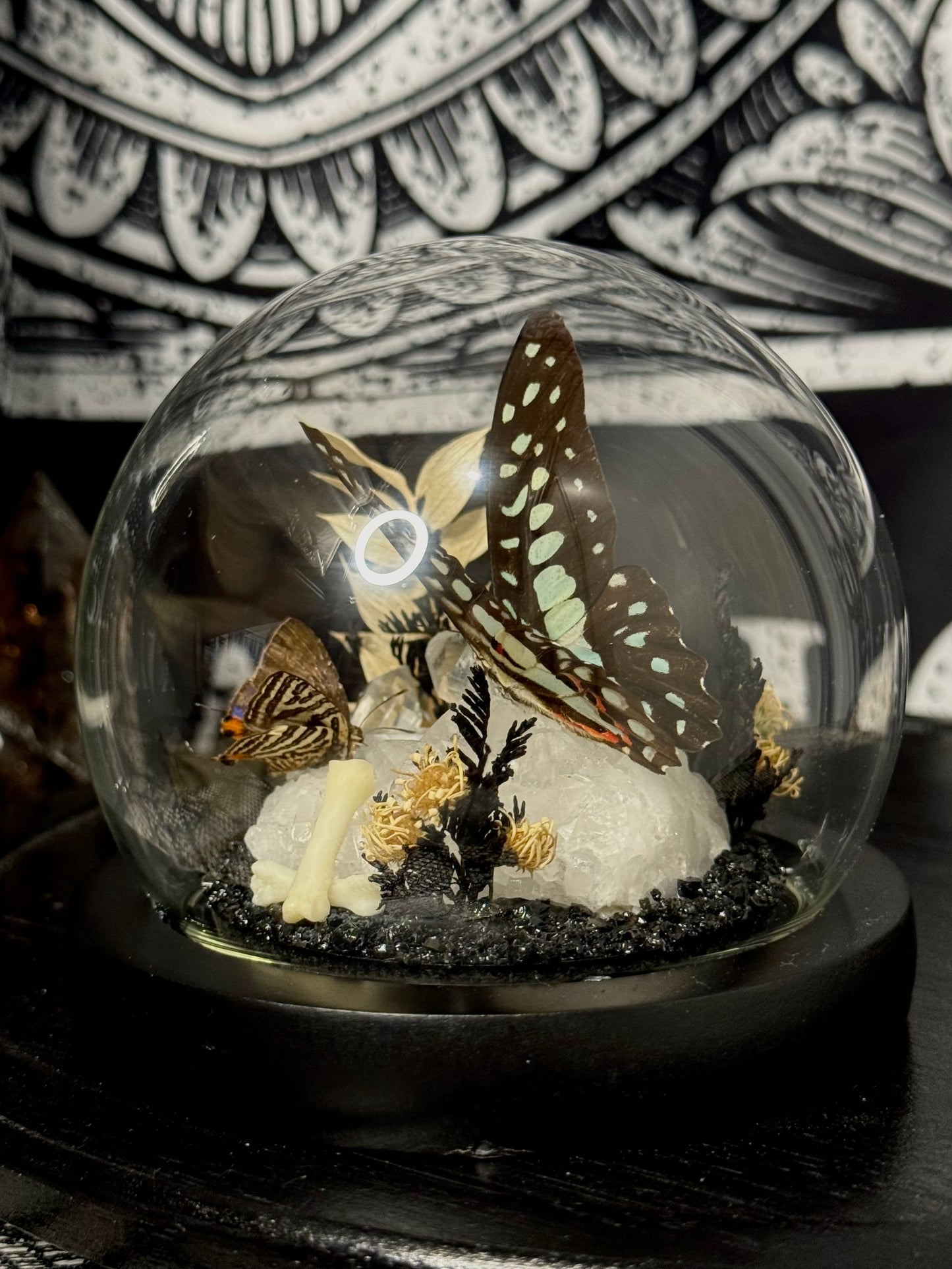 Small Butterfly Dome