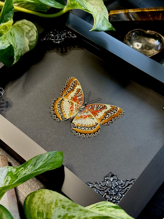 Red Lacewing (Cethosia Biblis Insularis)