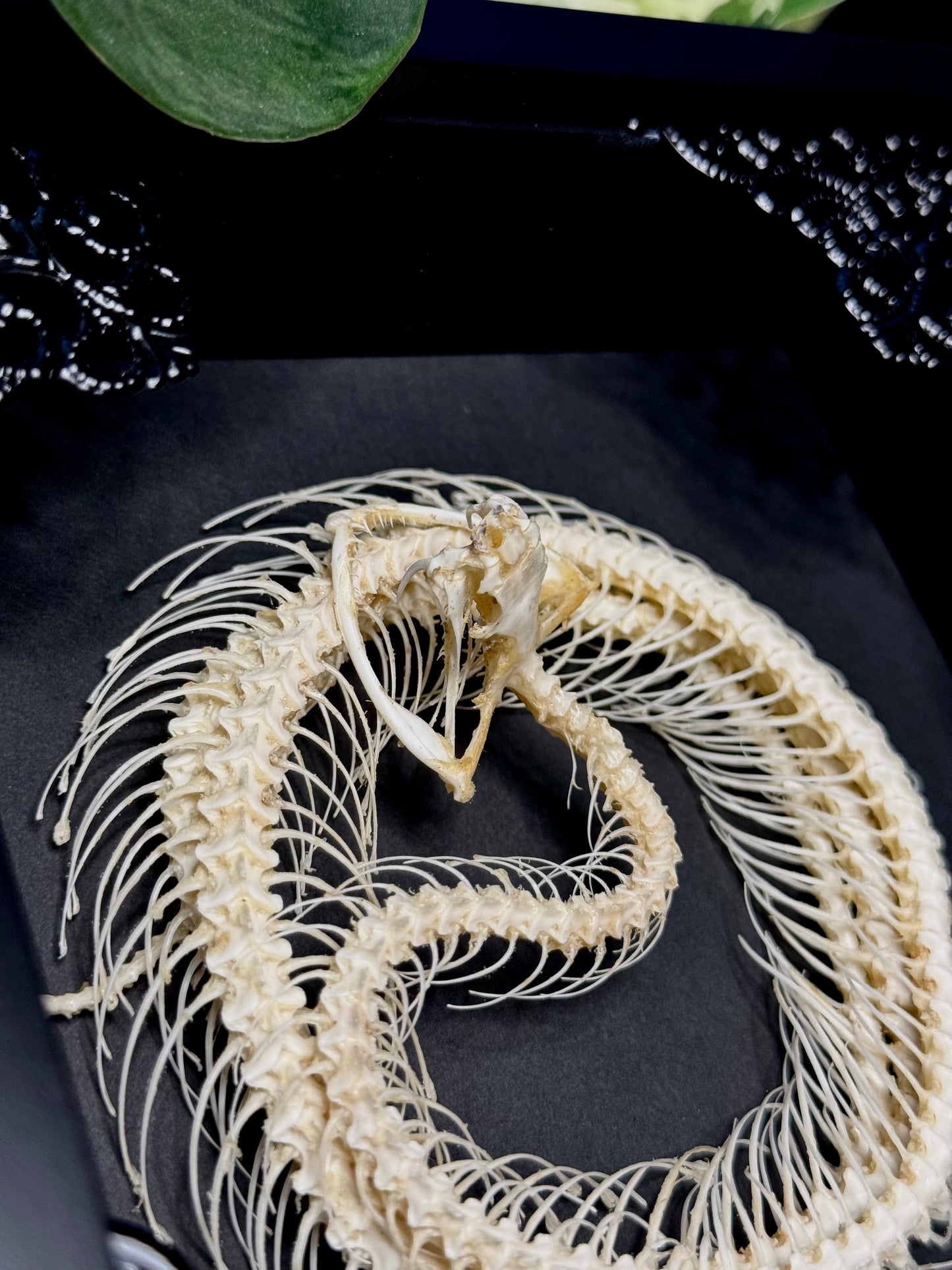 Coiled White Lipped Pit Viper Skeleton (Trimeresurus Albolabris)