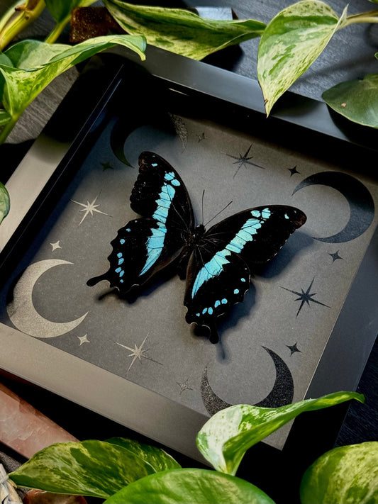 Banded Blue Swallowtail (Papilio Oribazus)