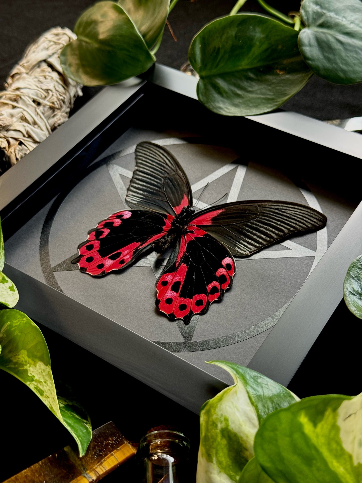 Scarlet Mormon Male (Menelaides Deiphobus Rumanzovia)