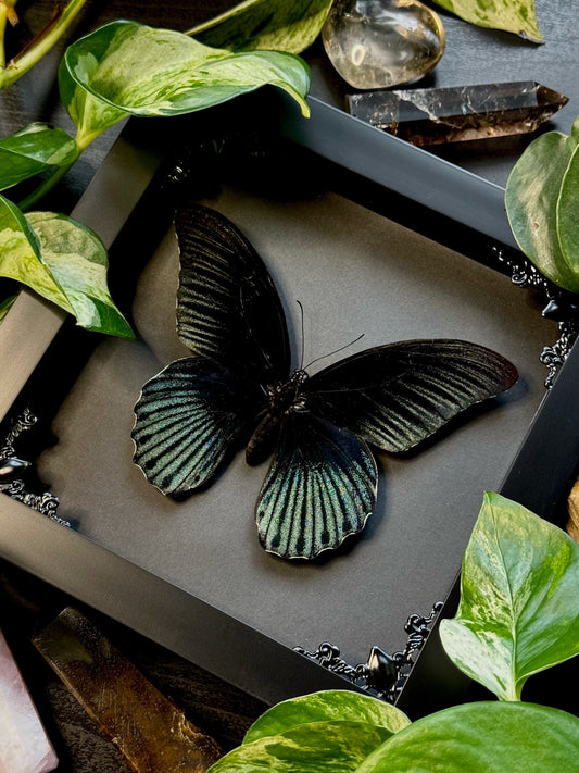 Great Mormon (Papilio Memnon Male)