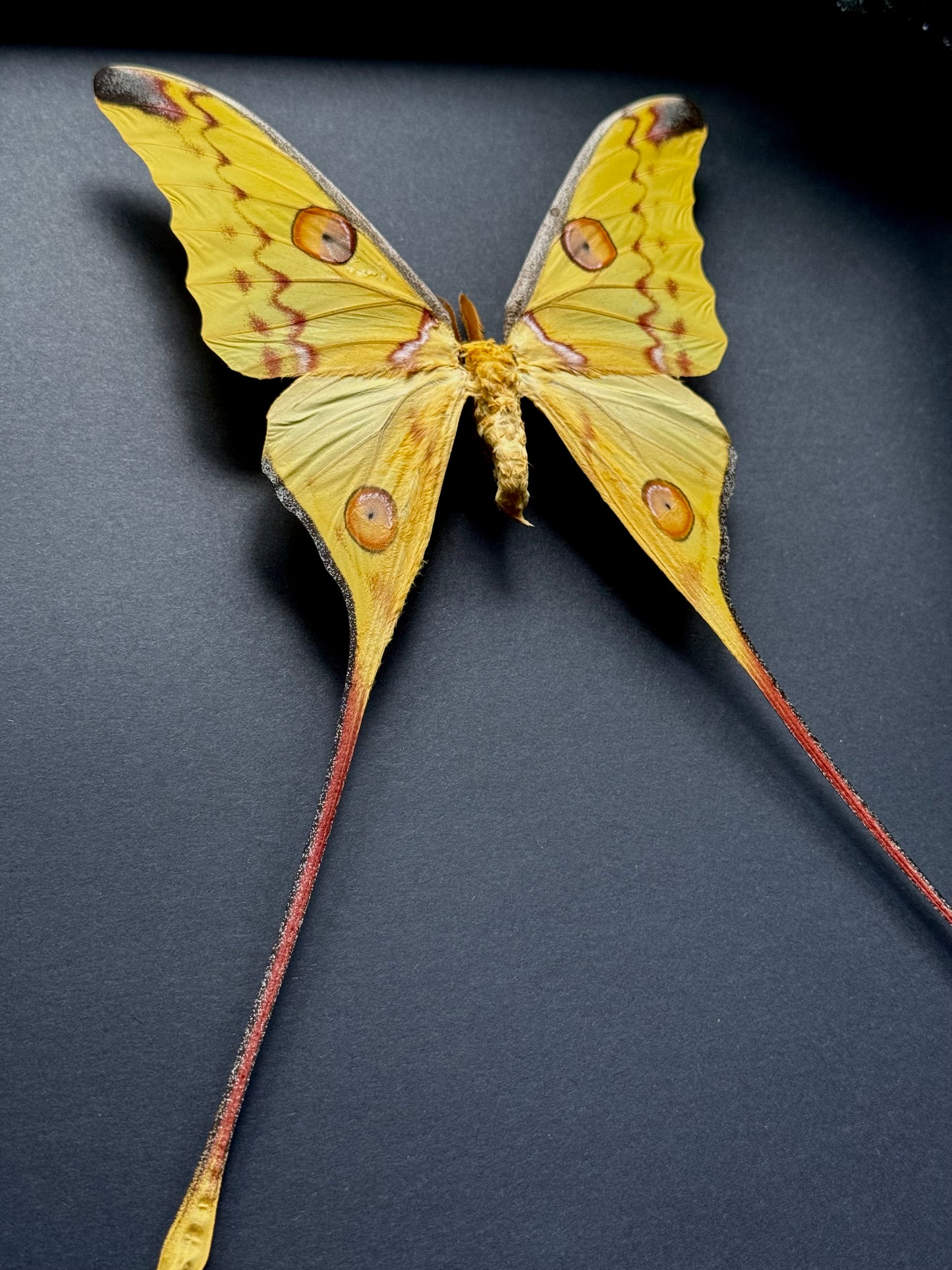 Comet Moth (Argema Mittrei Male)