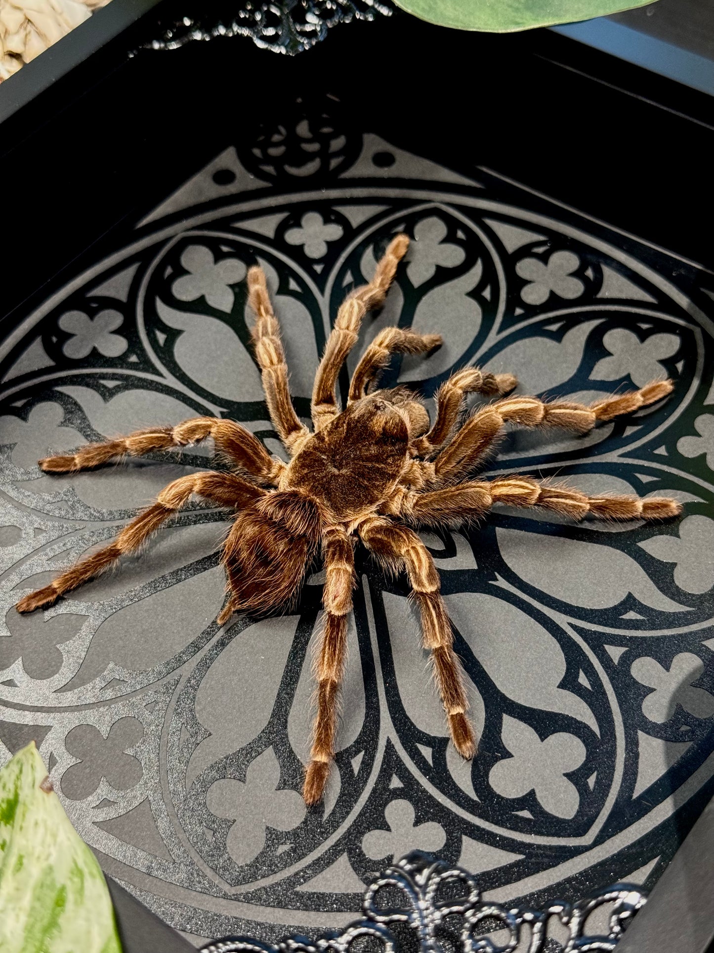 Brazilian Orange-banded Tarantula (Acanthoscurria Juruenicola)