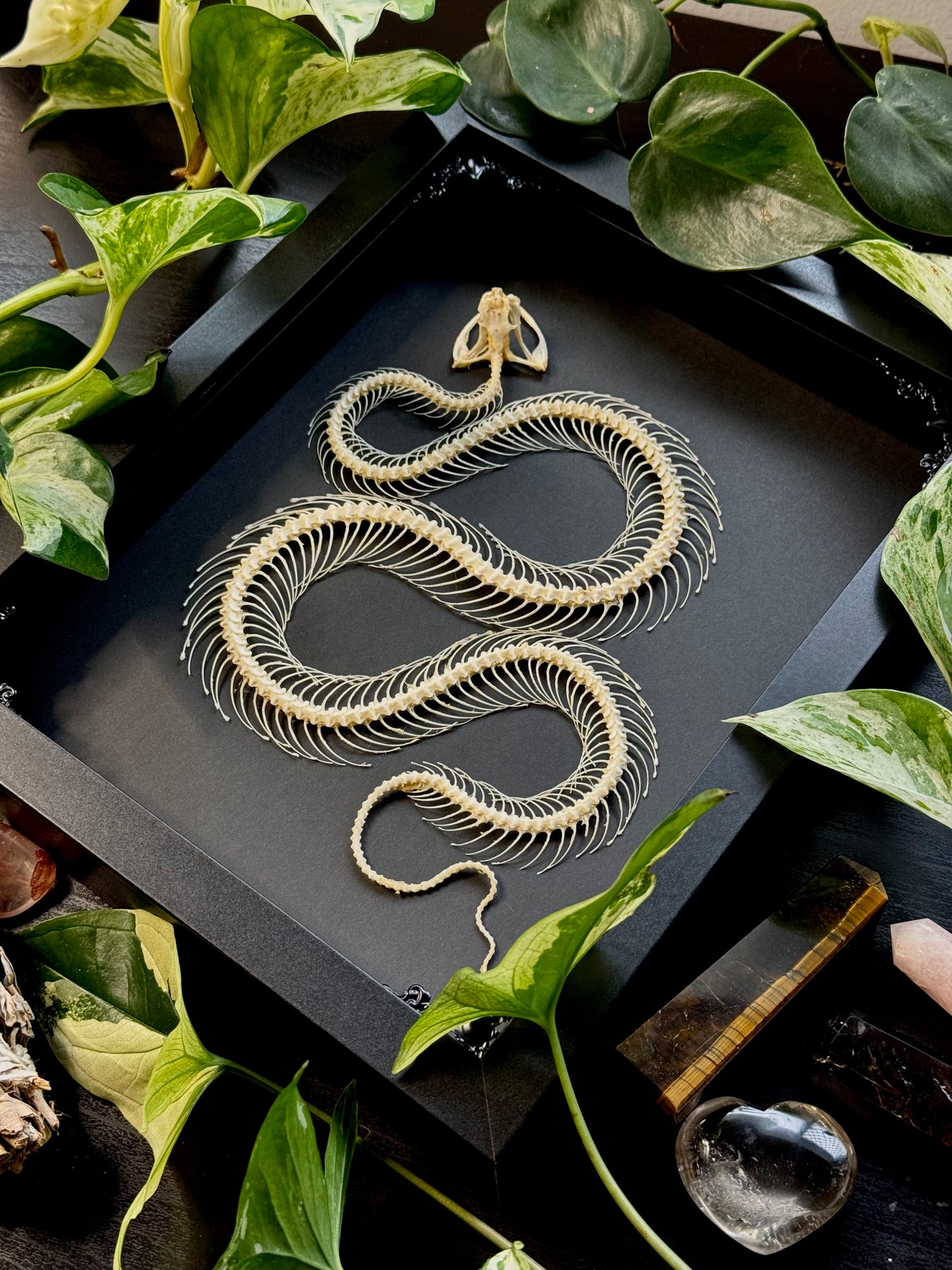 White Lipped Pit Viper Skeleton (Trimeresurus Albolabris)