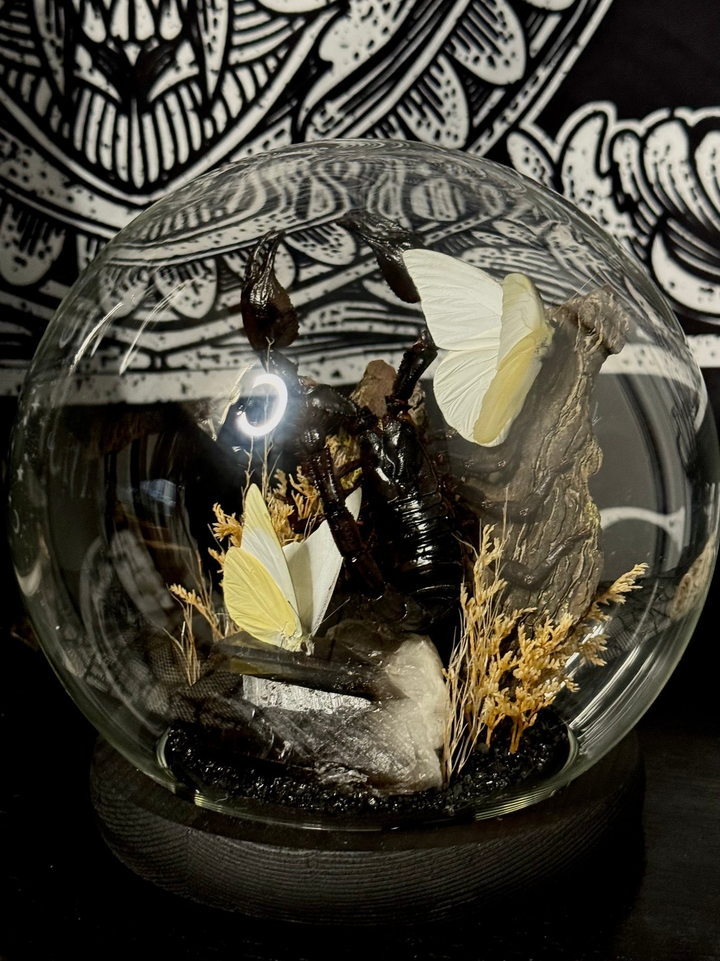 Scorpion (Heterometrus Spinifer) & White Albatross (Appias Albina Semperi) dome
