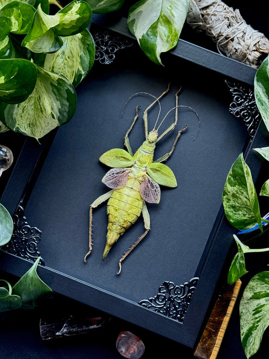 Jungle Nymph (Heteropteryx Dilatata)