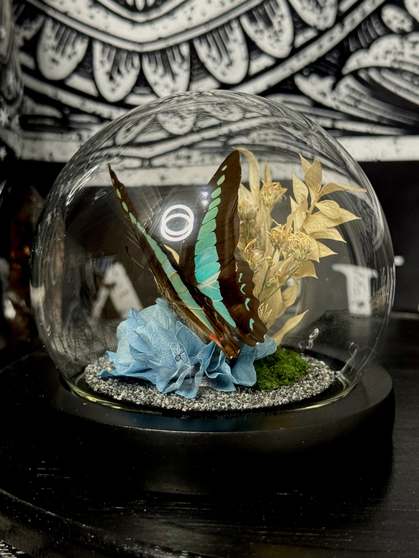 Common Bluebottle (Graphium Sarpedon)