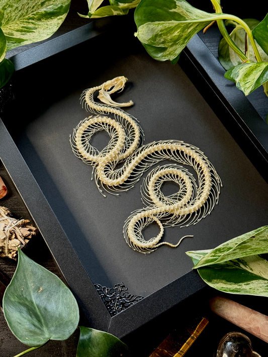 Curled White Lipped Pit Viper Skeleton (Trimeresurus Albolabris)
