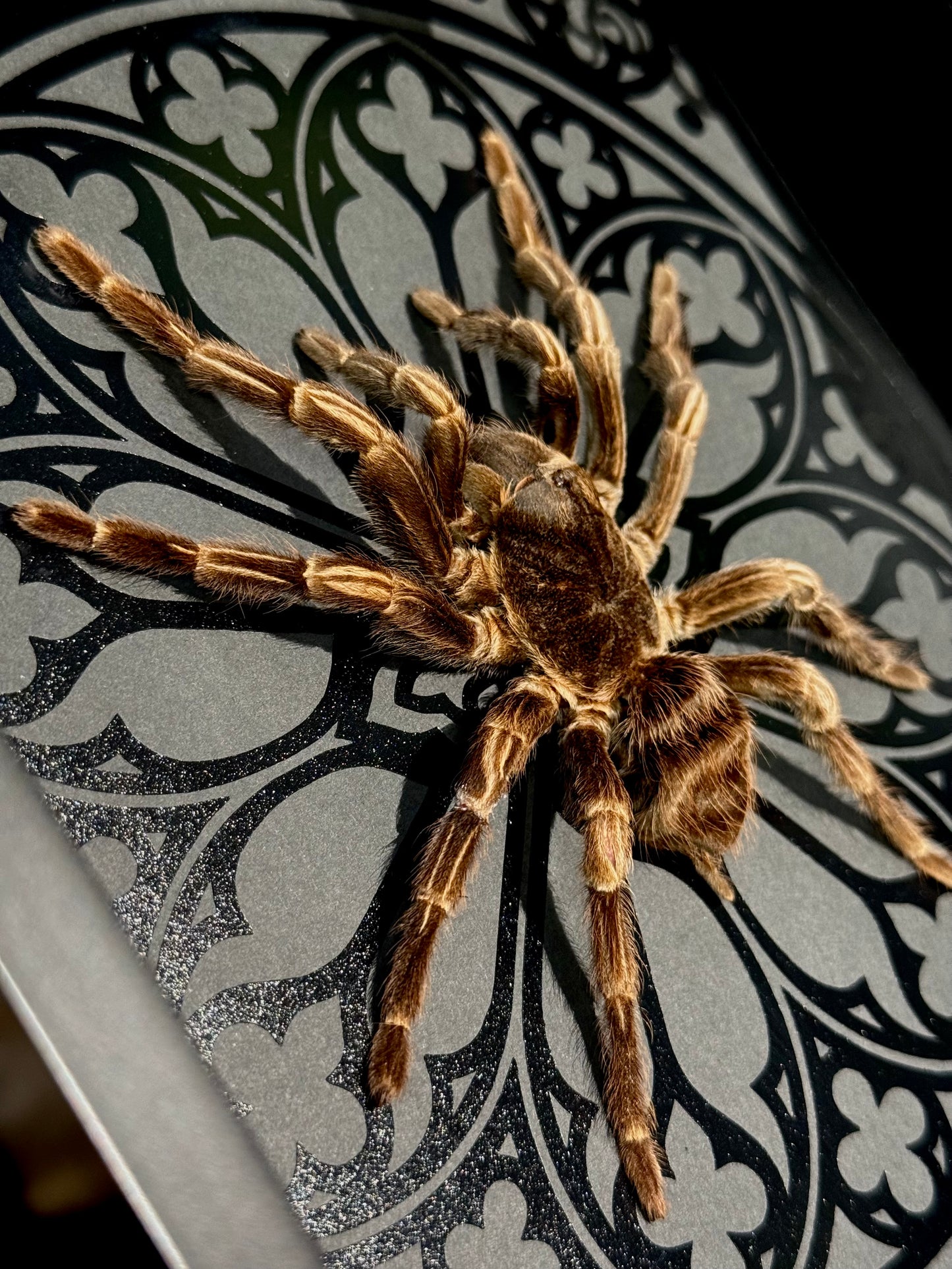 Brazilian Orange-banded Tarantula (Acanthoscurria Juruenicola)