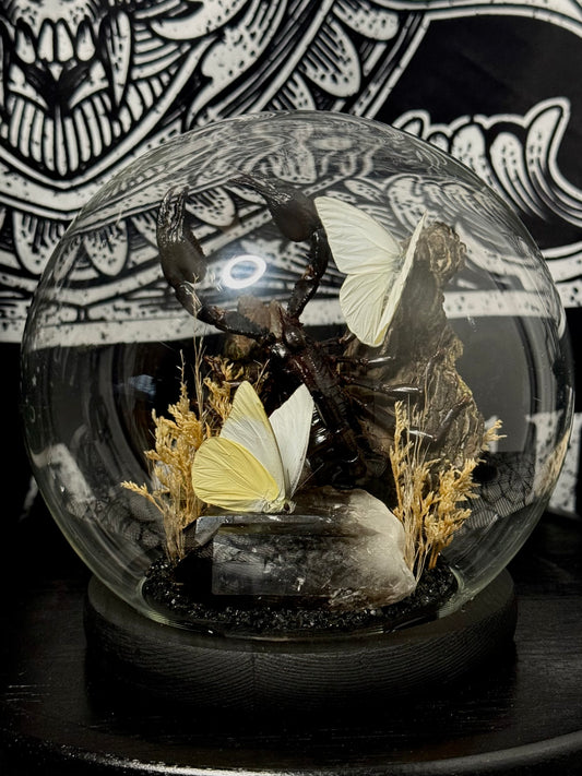 Scorpion (Heterometrus Spinifer) & White Albatross (Appias Albina Semperi) dome
