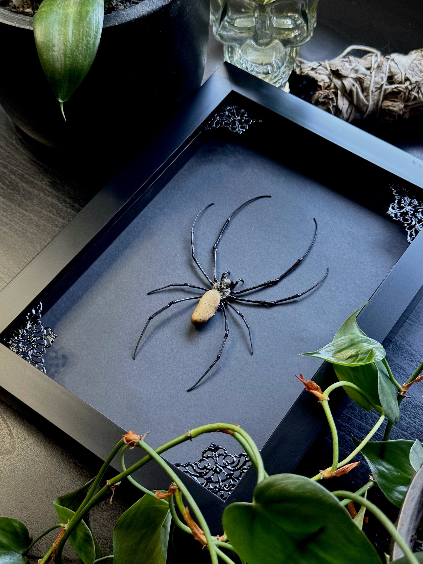 Golden Silk Orb Weaver (Nephila Vitiana)