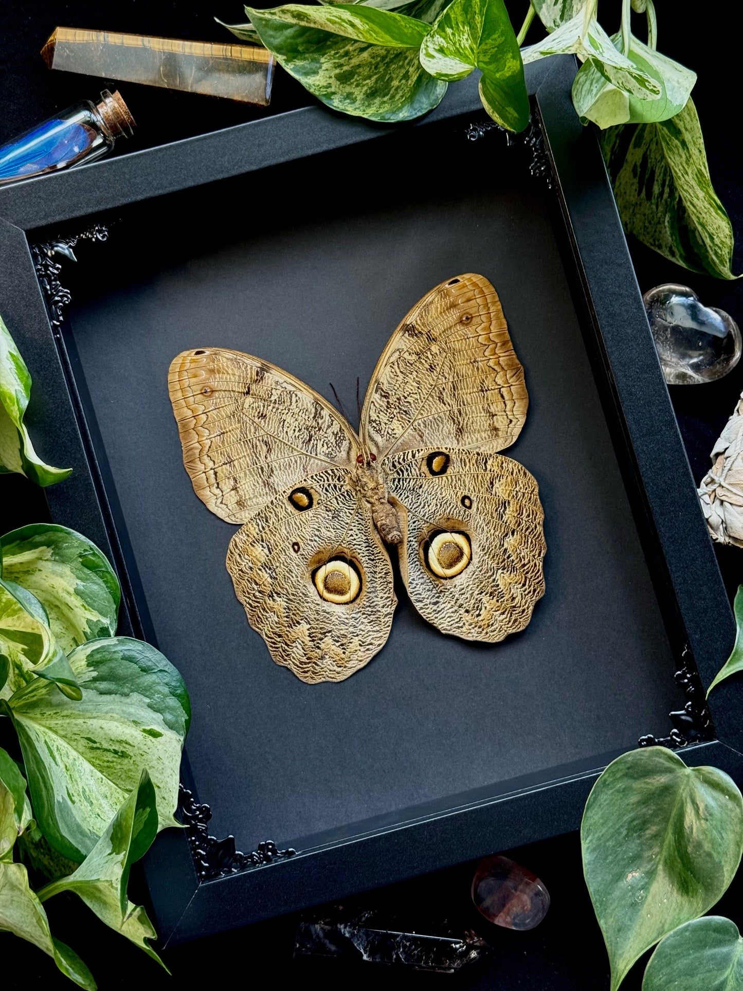 Owl Butterfly (Caligo Idomeneus)