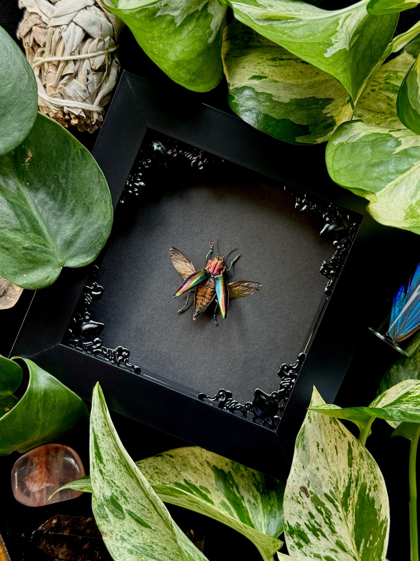 Rainbow Jewel Beetle (Cyphogastra Javanica)