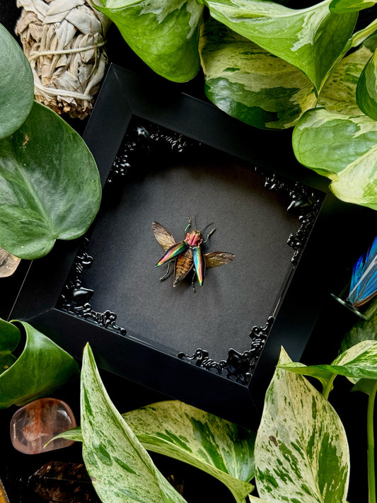 Rainbow Jewel Beetle (Cyphogastra Javanica)