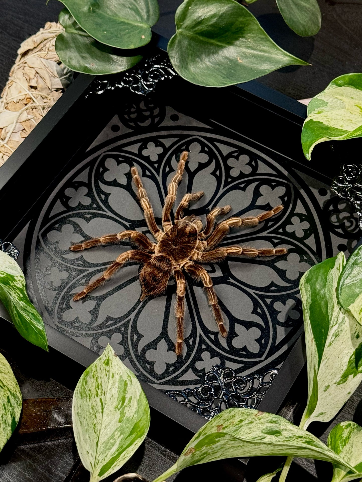 Brazilian Orange-banded Tarantula (Acanthoscurria Juruenicola)