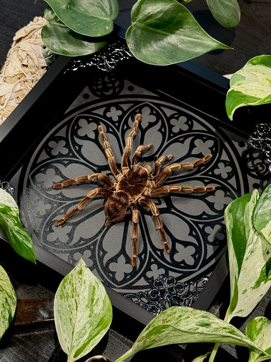 Brazilian Orange-banded Tarantula (Acanthoscurria Juruenicola)