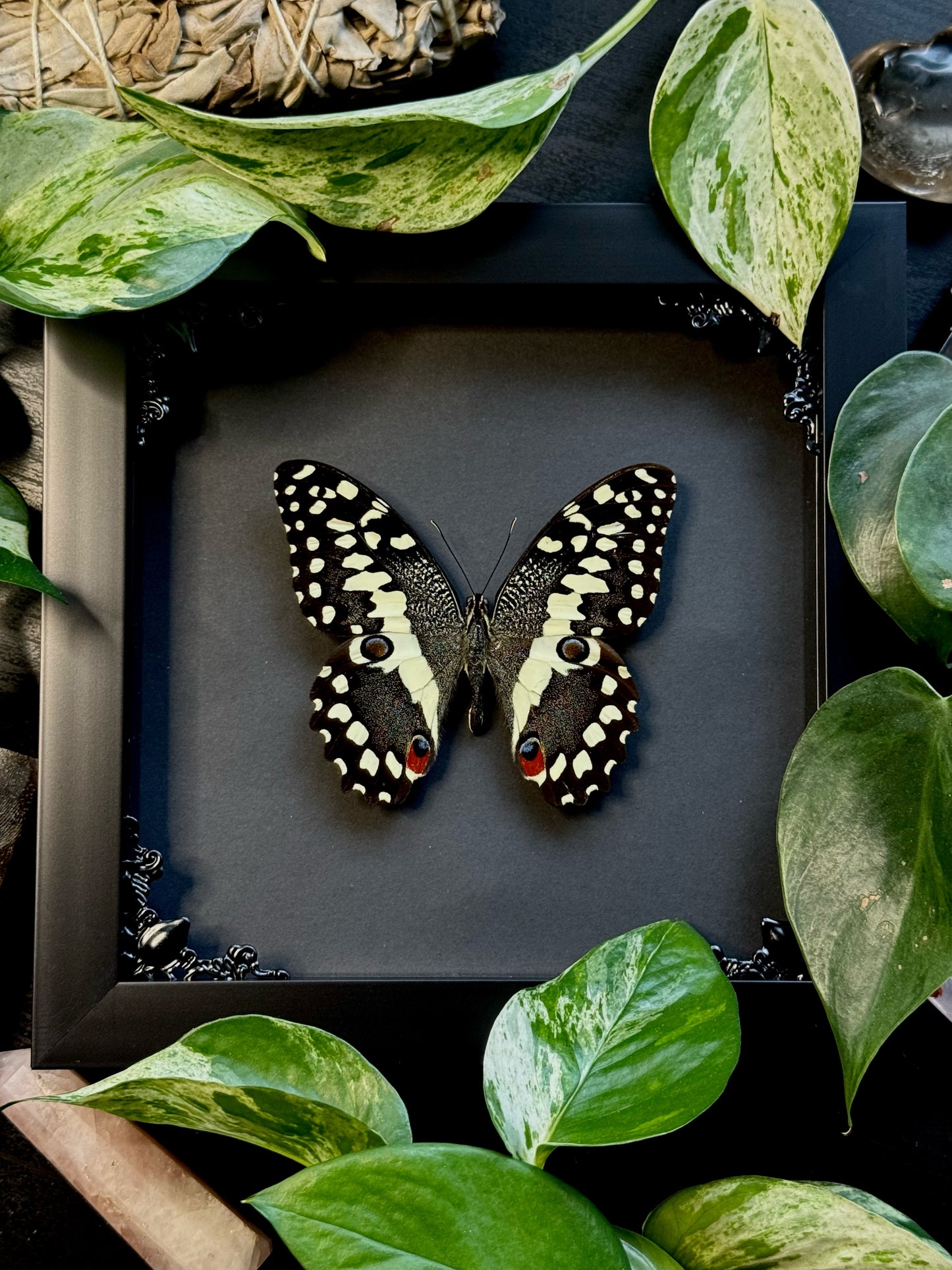 Citrus Swallowtail (Papilio Demodocus)