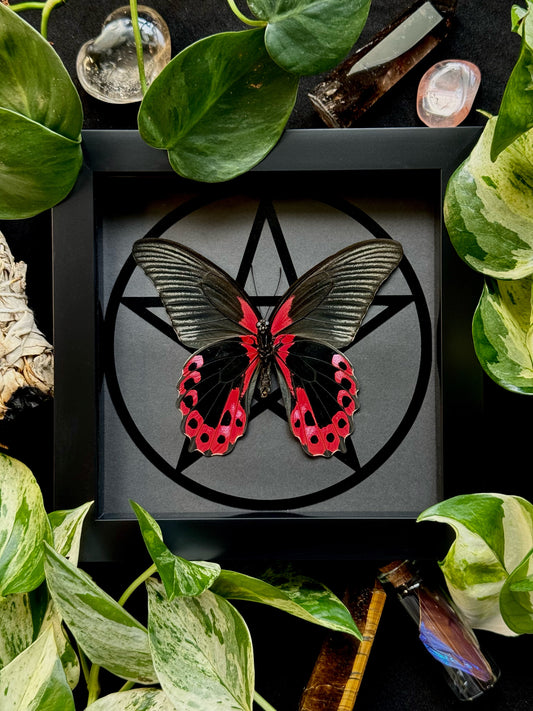 Scarlet Mormon Male (Menelaides Deiphobus Rumanzovia)