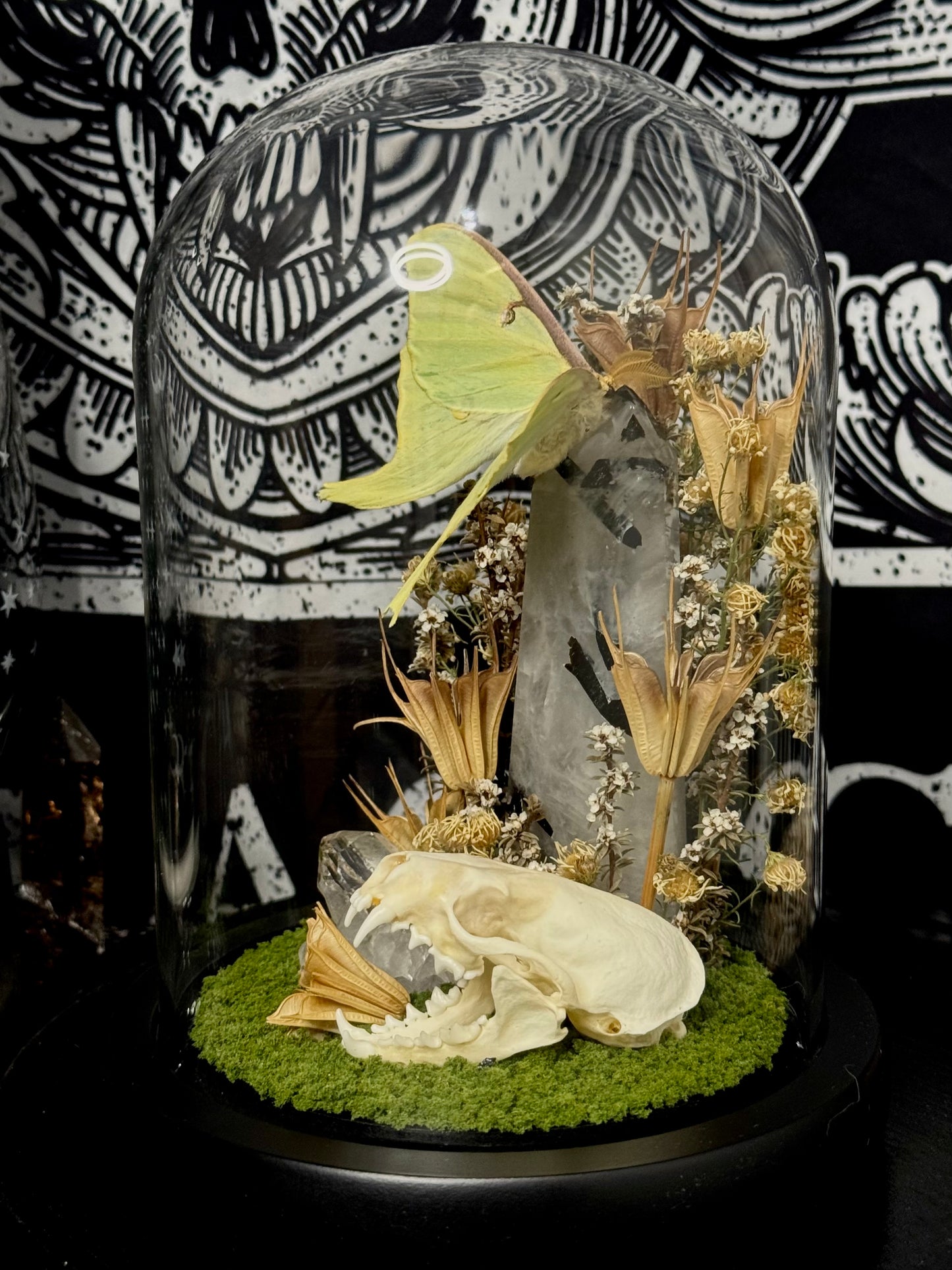 Luna moth (Actias Luna) dome