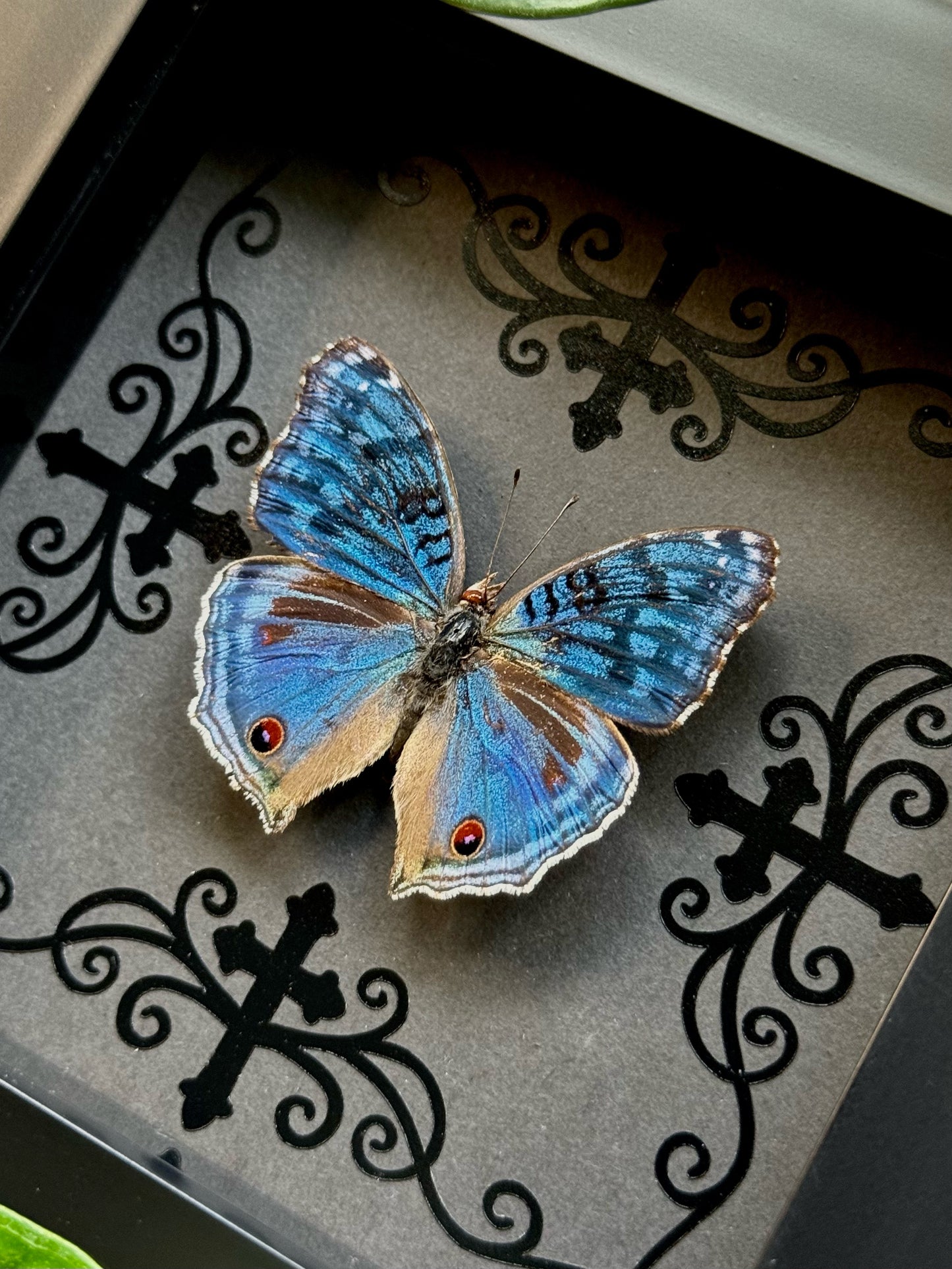 Royal Blue Pansy (Precis Rhadama)