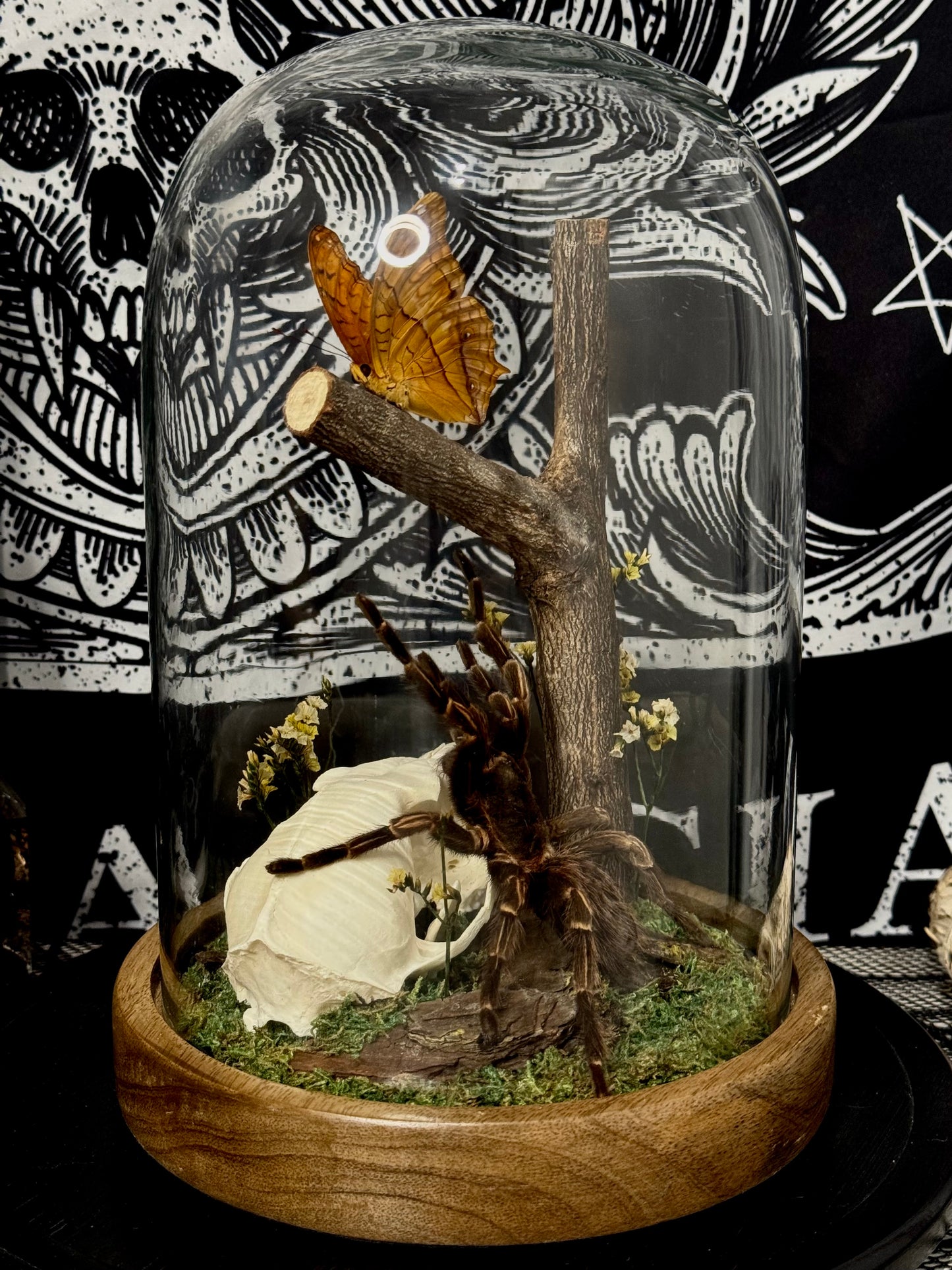 Brazilian Orange-banded Tarantula (Acanthoscurria Juruenicola) & Cruiser (Vindula Arsinoe) dome