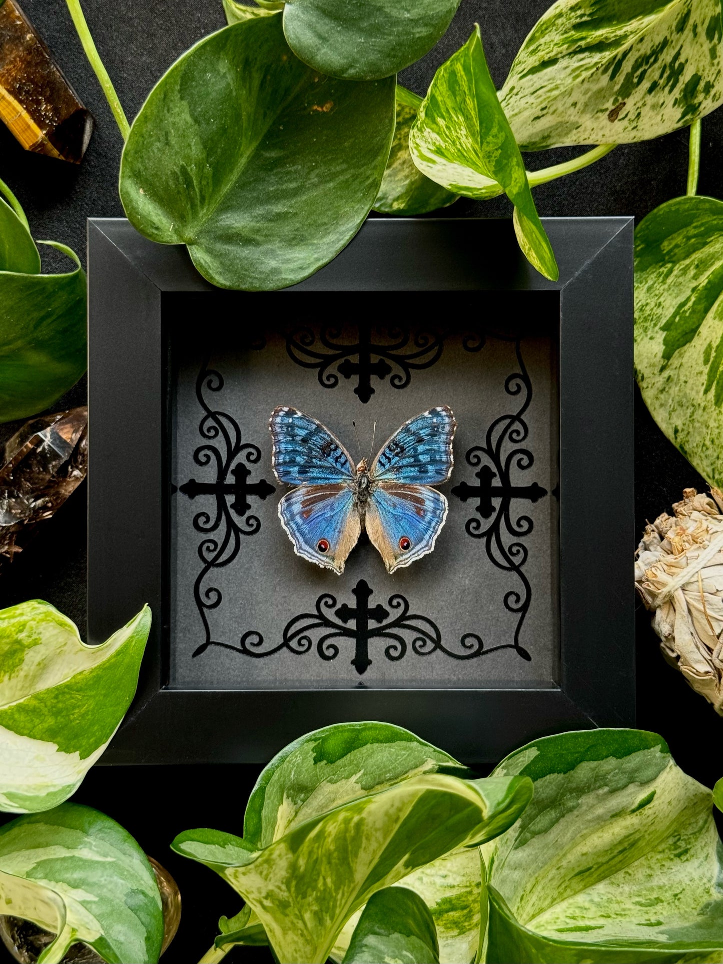 Royal Blue Pansy (Precis Rhadama)