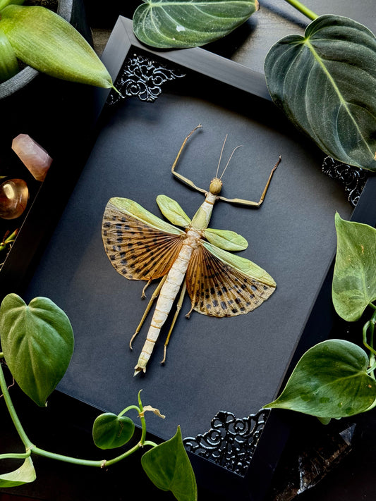 Leopard-Spotted Walking Stick Insect (Paracyphocrania Major)