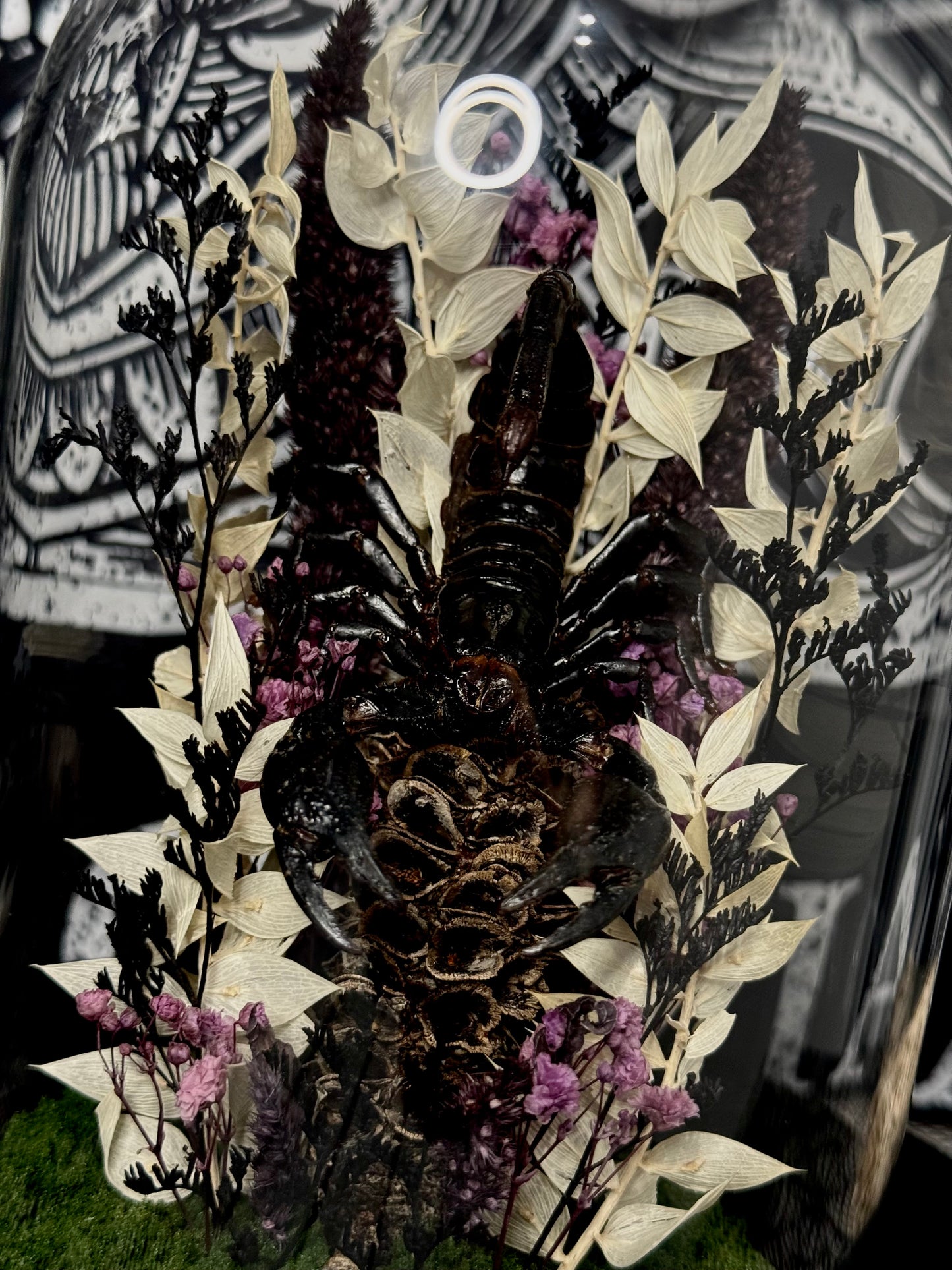 Scorpion (Heterometrus Spinifer) dome