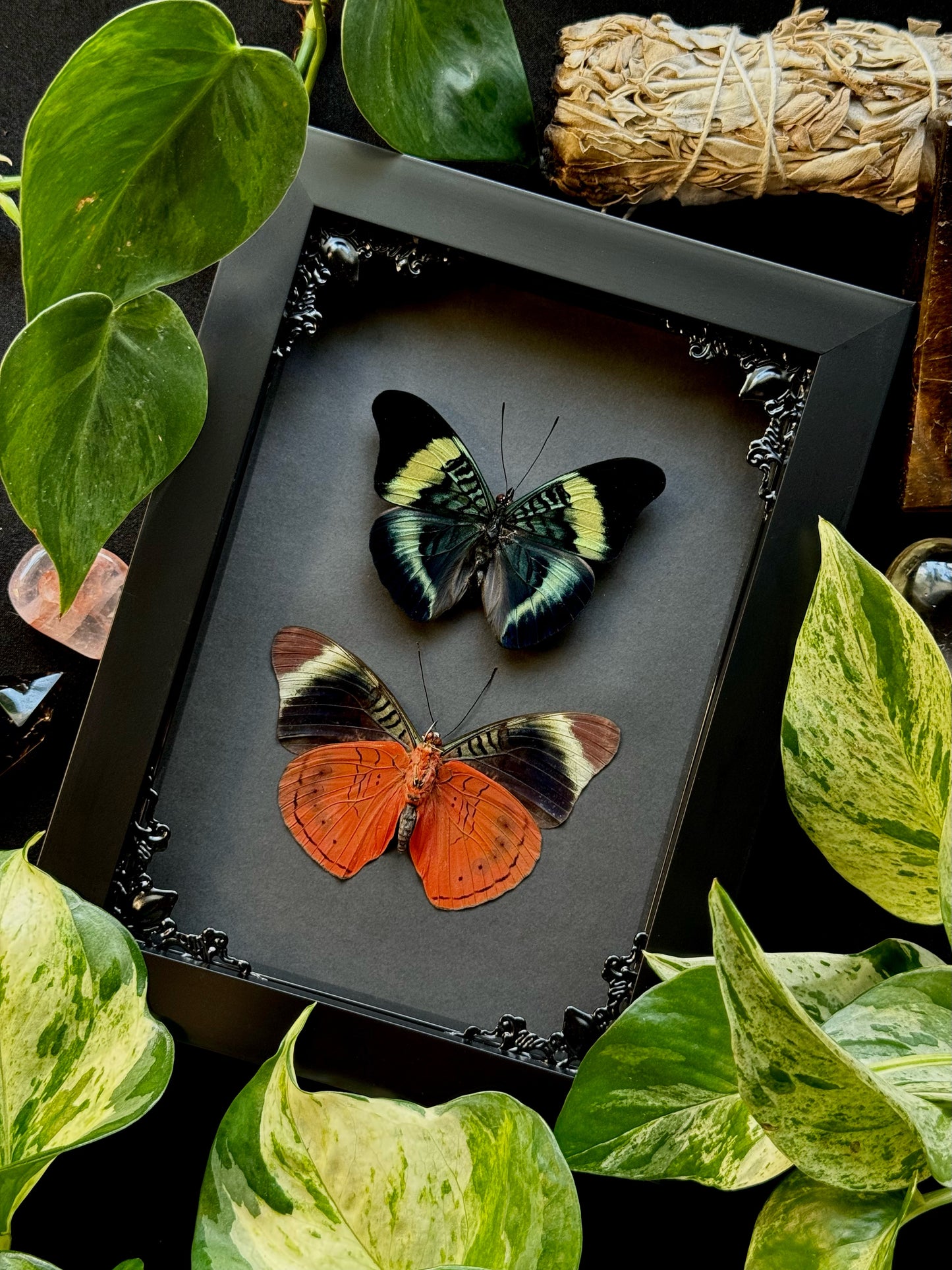 Procilla Beauty - Duo (Panacea Procilla)