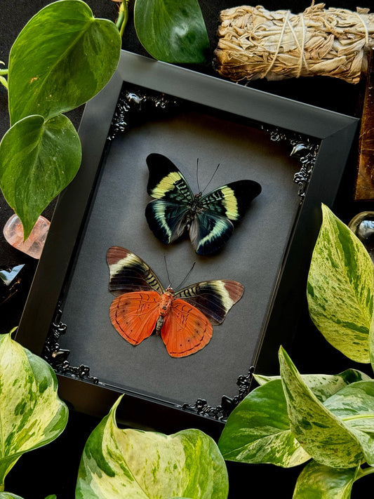 Procilla Beauty - Duo (Panacea Procilla)