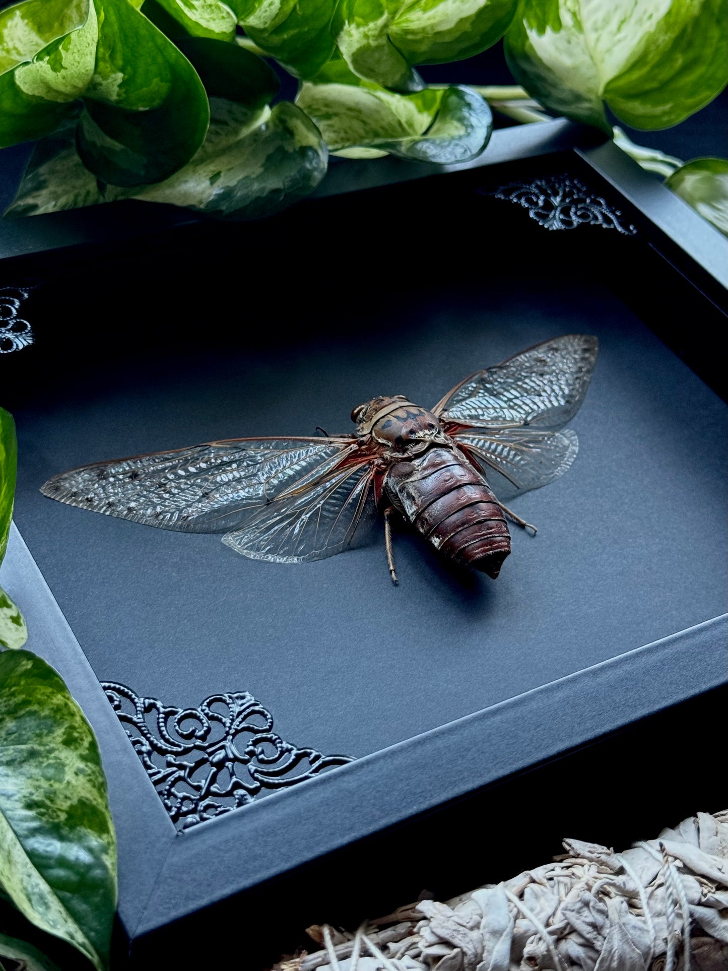 Empress Cicada (Pomponia Imperatoria)