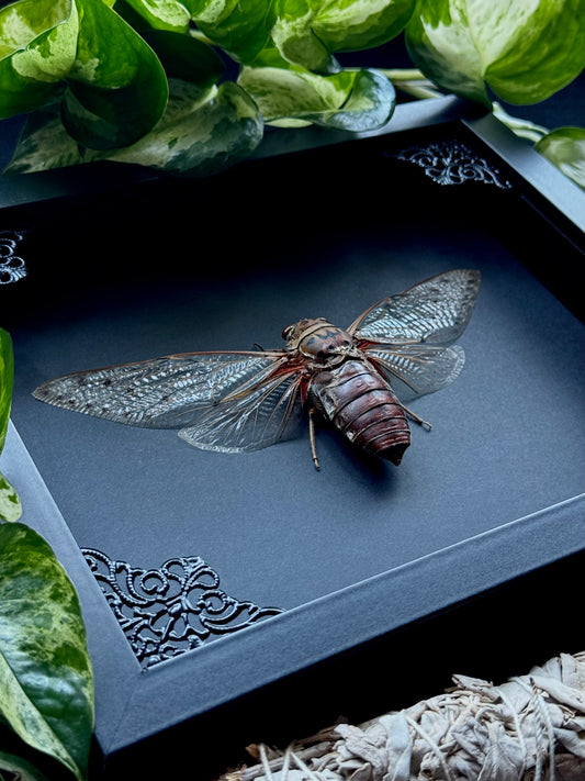 Empress Cicada (Pomponia Imperatoria)