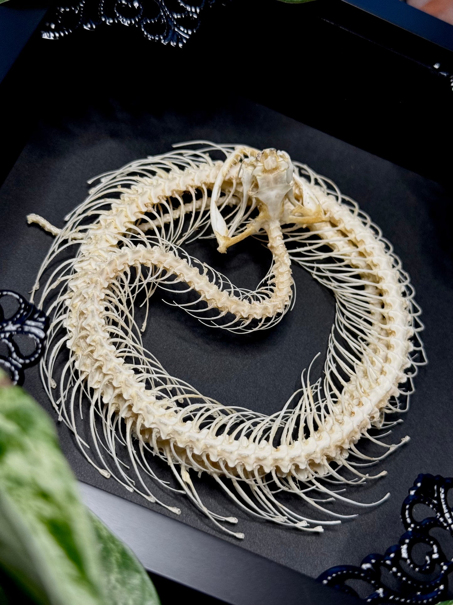 Coiled White Lipped Pit Viper Skeleton (Trimeresurus Albolabris)