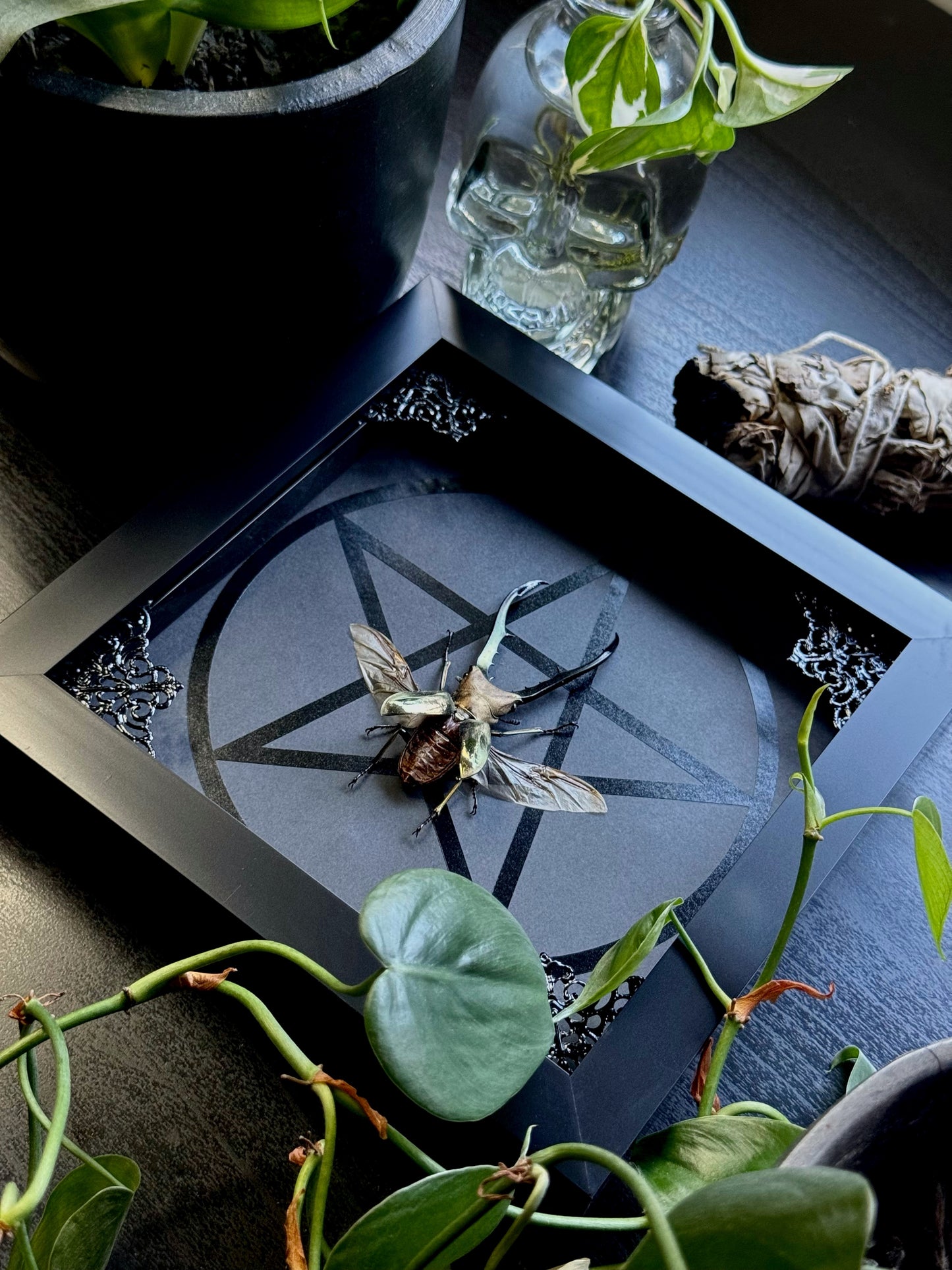 Golden Metallic Stag Beetle (Cyclommatus Metallifer Finae)