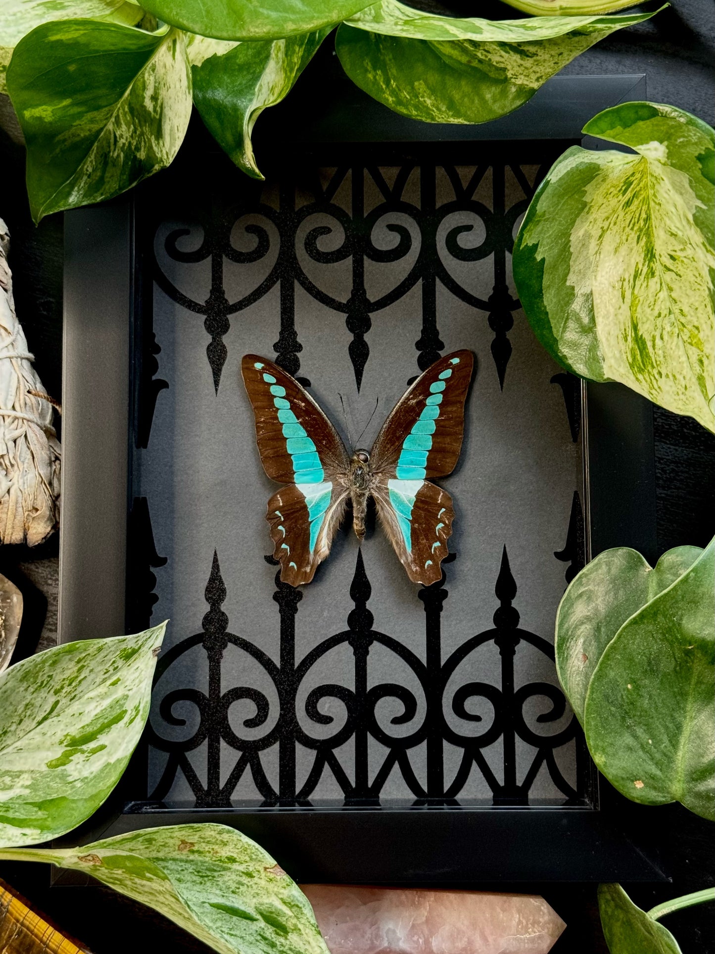 Bluebottle Butterfly (Graphium Sarpedon)