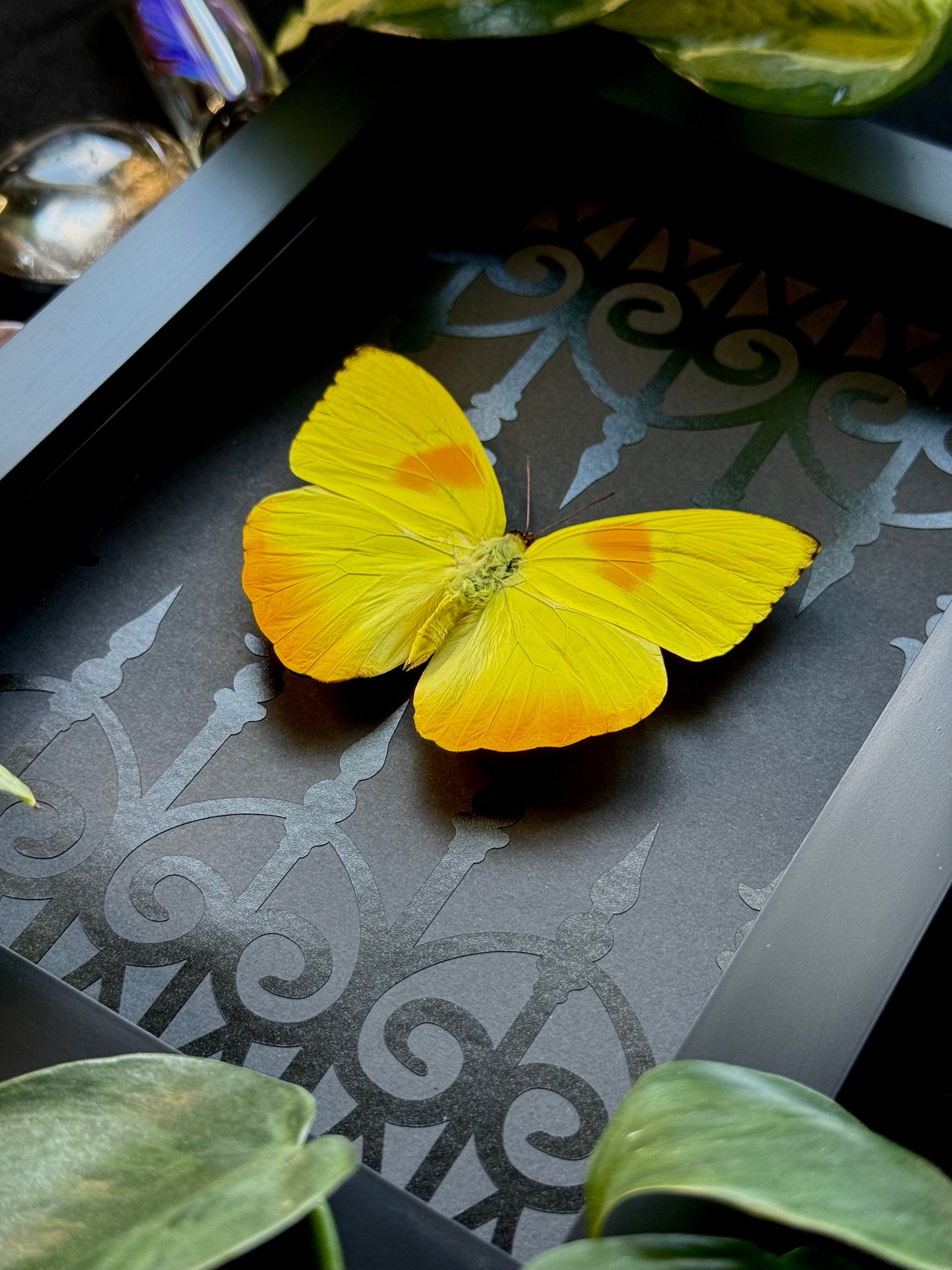 Orange-barred Sulphur (Phoebis Philea)